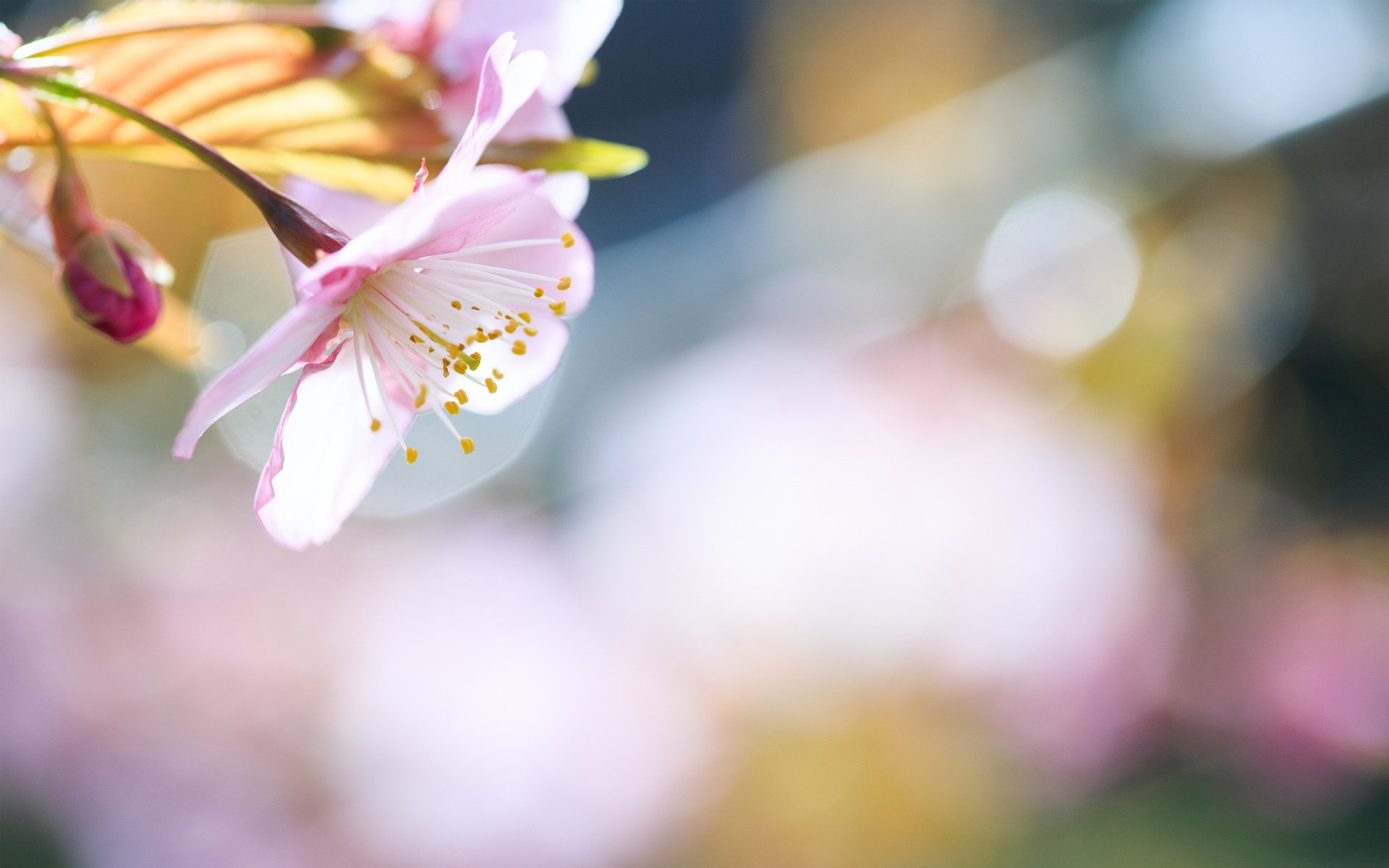 printemps fleurs branche arbre ensoleillé