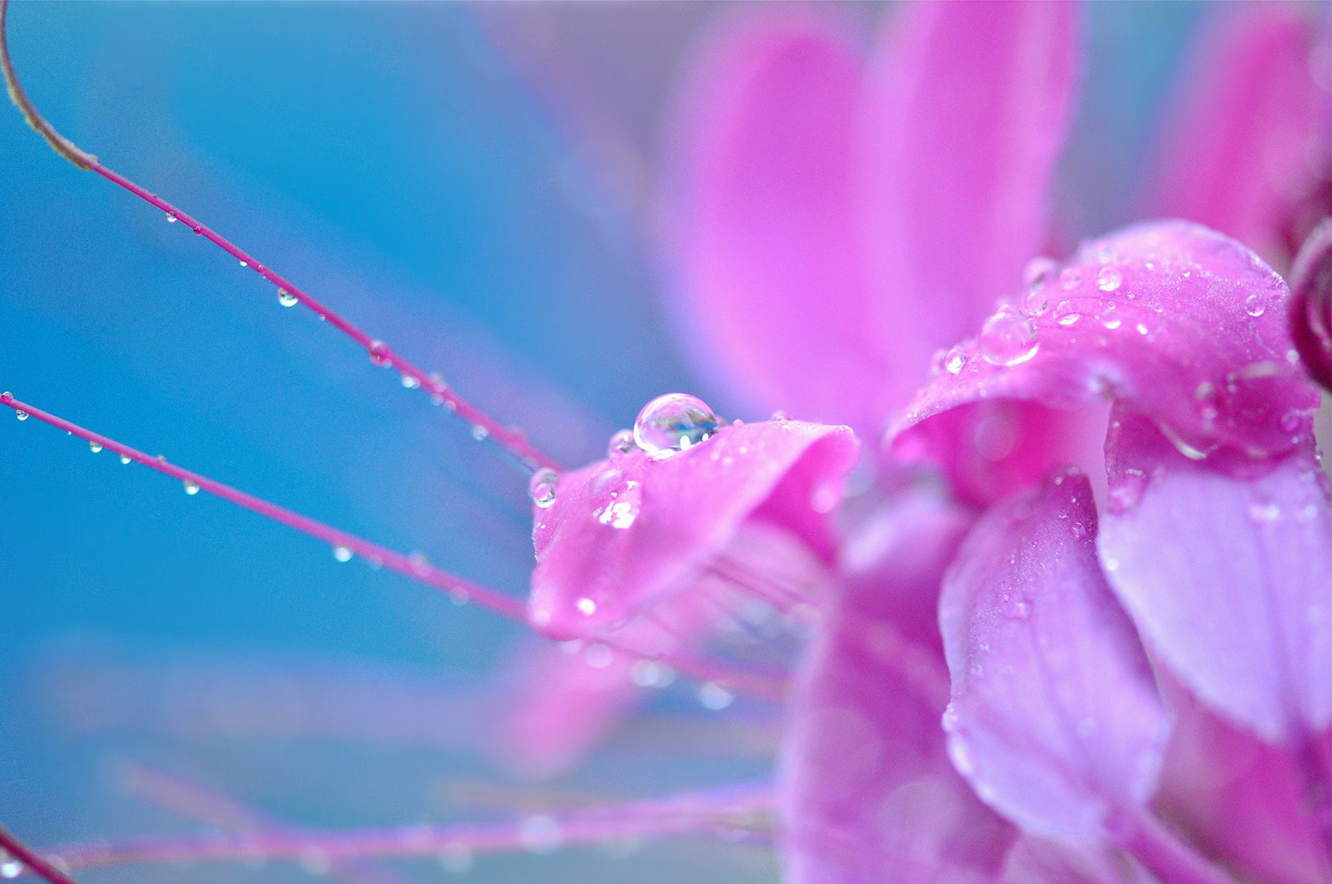 macro fiore fiore fiori rosa gocce goccia rugiada sfondo carta da parati widescreen schermo intero widescreen widescreen