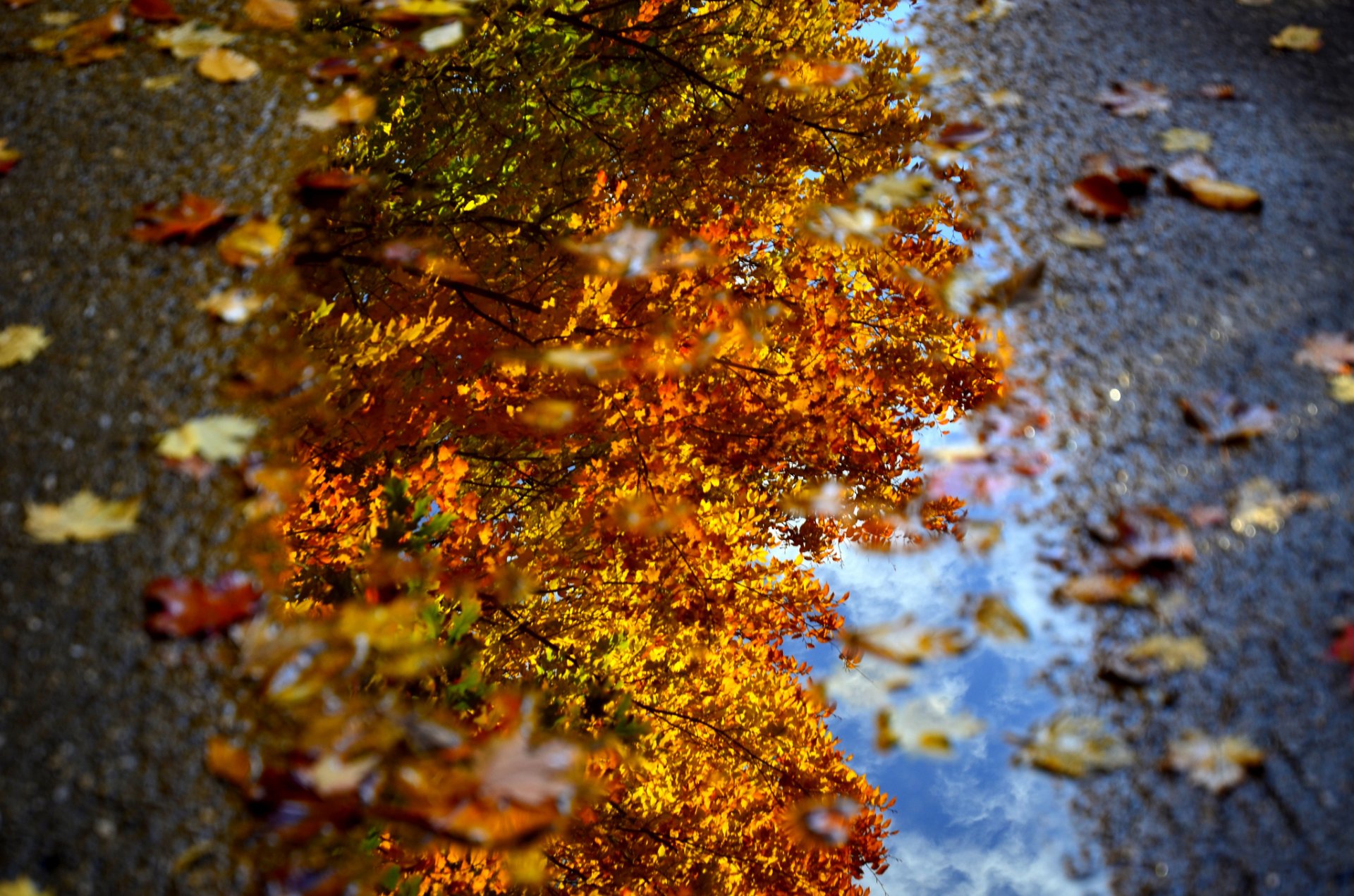 gros plan flaque d eau eau feuillage automne dave rhotographie