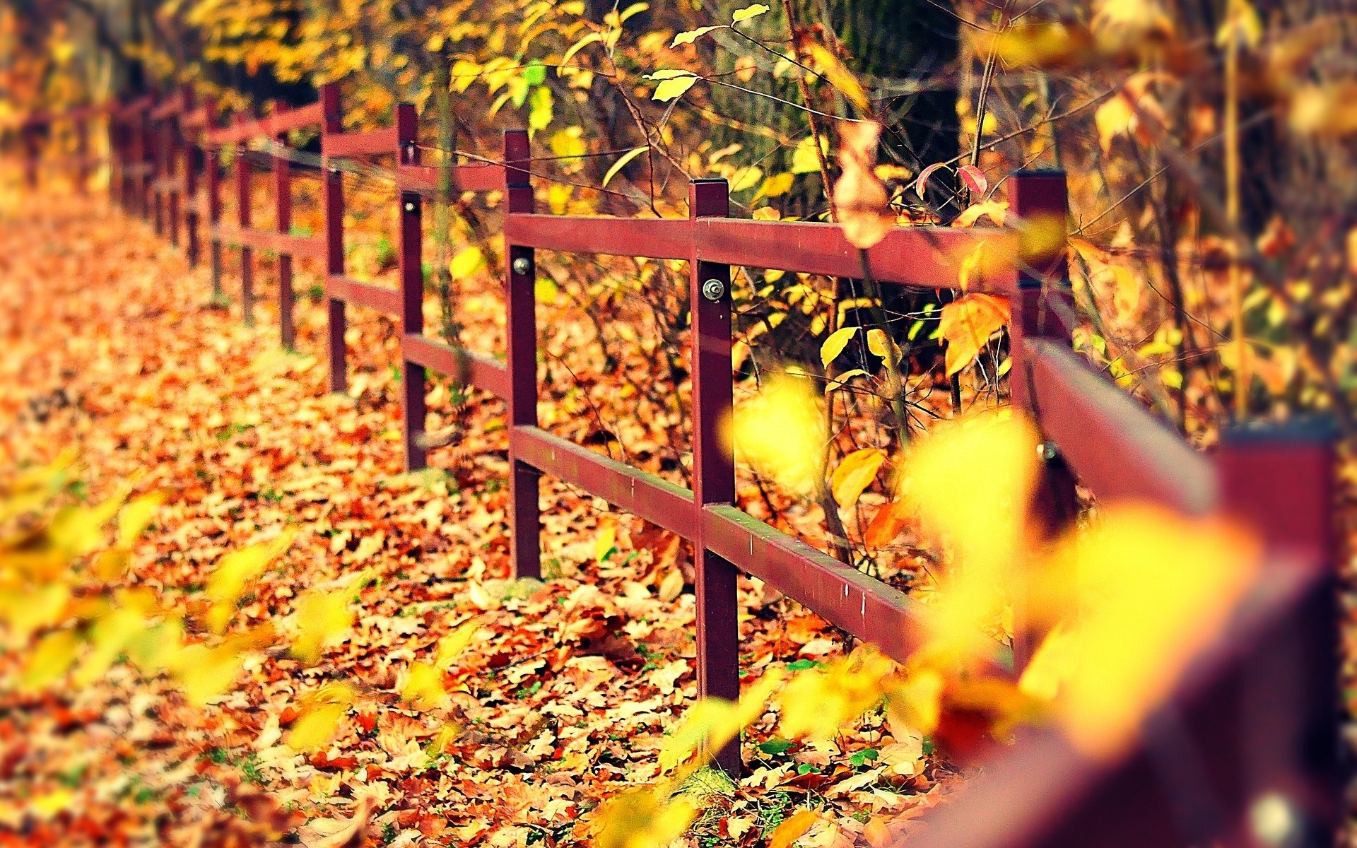 macro fence fencing trees tree leaves yellow autumn leaf fall macro background wallpaper widescreen fullscreen widescreen widescreen