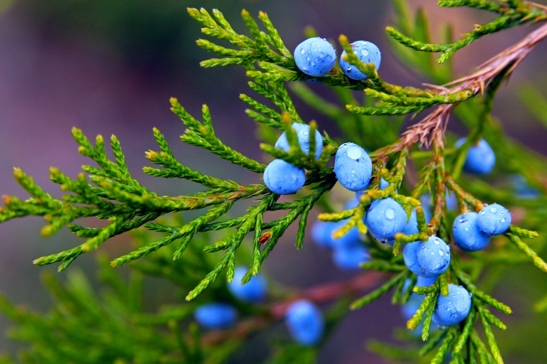 autumn nature close up plant branch juniper fruit berries drop