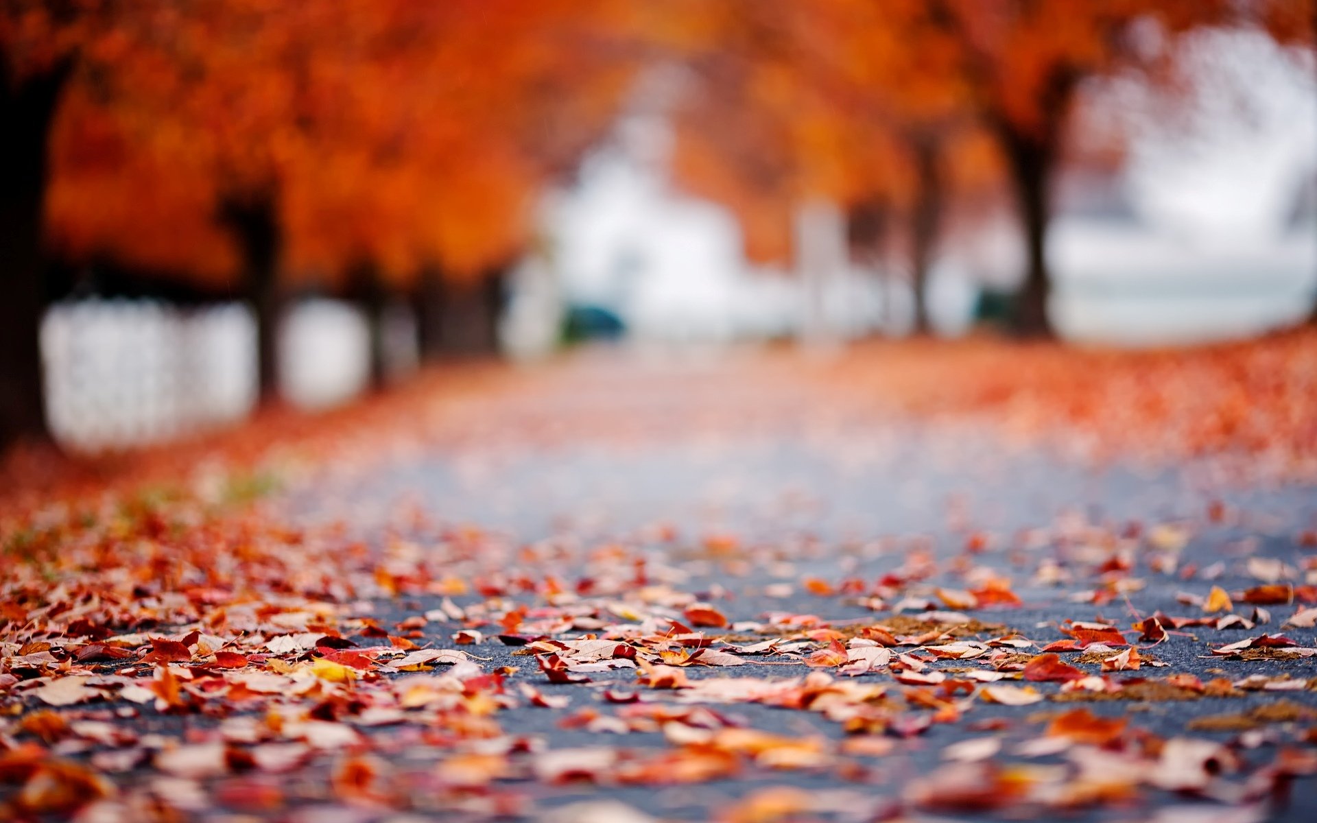 makro blätter blätter blätter herbst straße asphalt bäume baum laub unschärfe bokeh hintergrund tapete widescreen vollbild widescreen