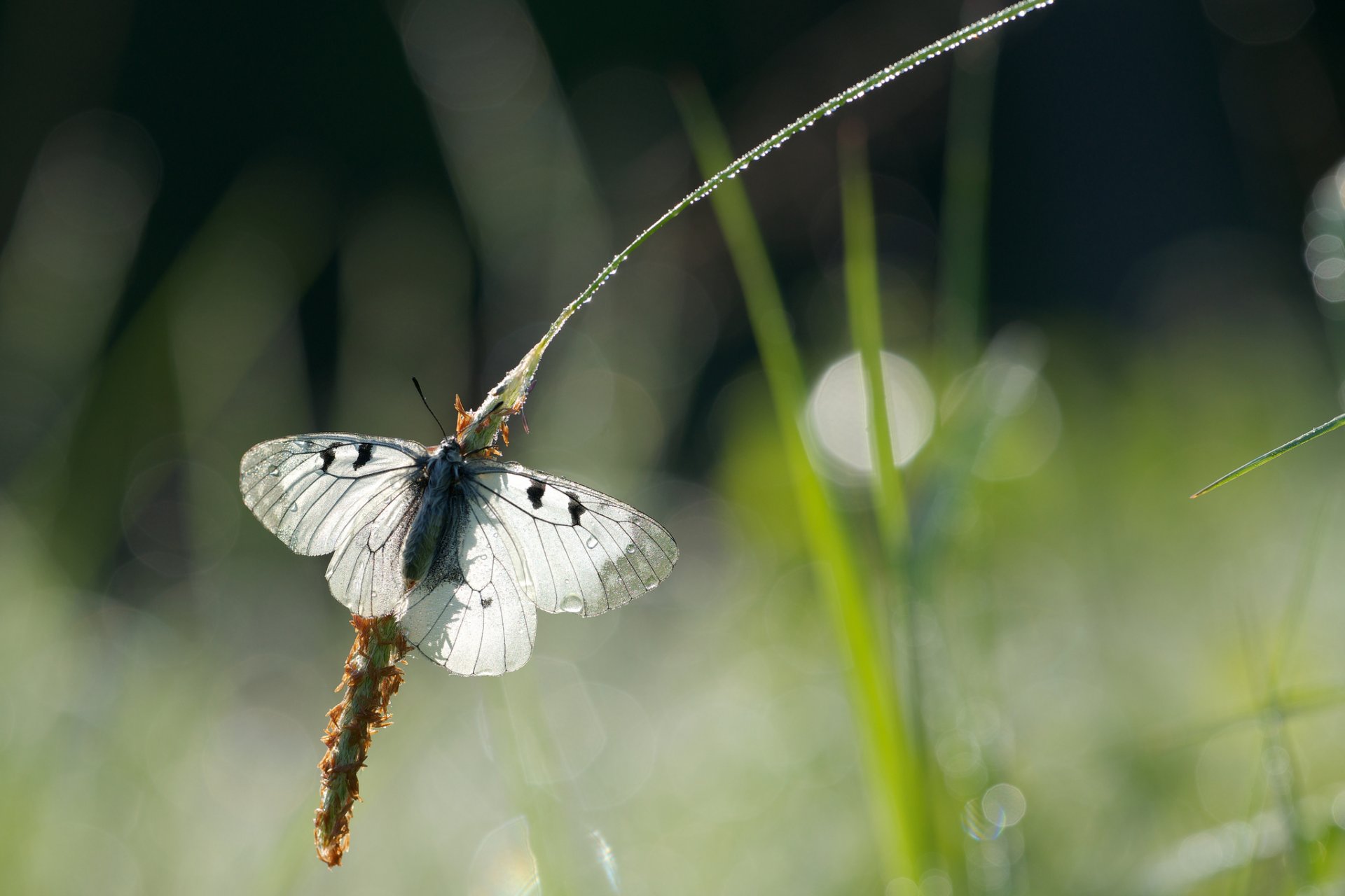 źdźbła trawy kłos motyl krople rosa blask