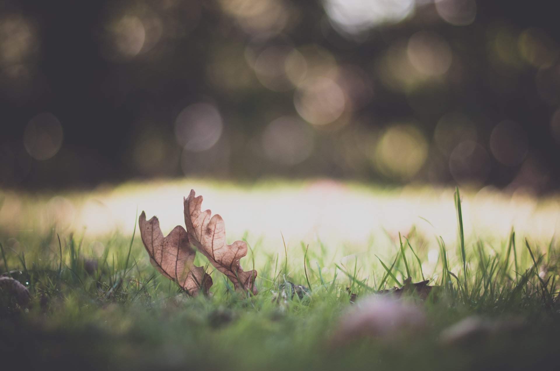 natura makro roślina trawa zieleń łąka liście listki listki bokeh rozmycie tło tapeta panoramiczny pełny ekran panoramiczny makro plama panoramiczny