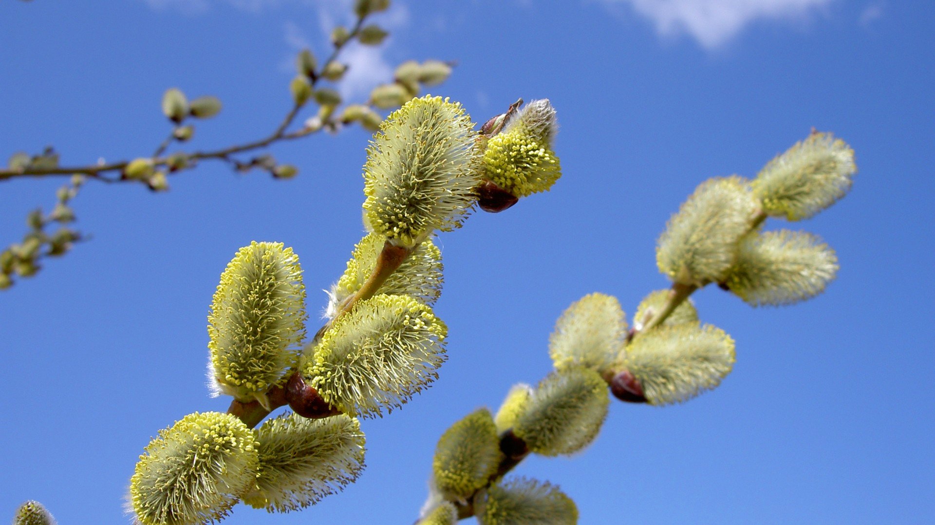 gałąź kwiat niebo natura wierzba wiosna