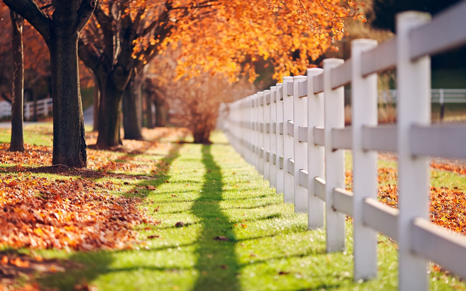 macro fence fence fence grass greenery trees tree leaves leaves day sun shadow autumn background macro wallpaper widescreen fullscreen widescreen