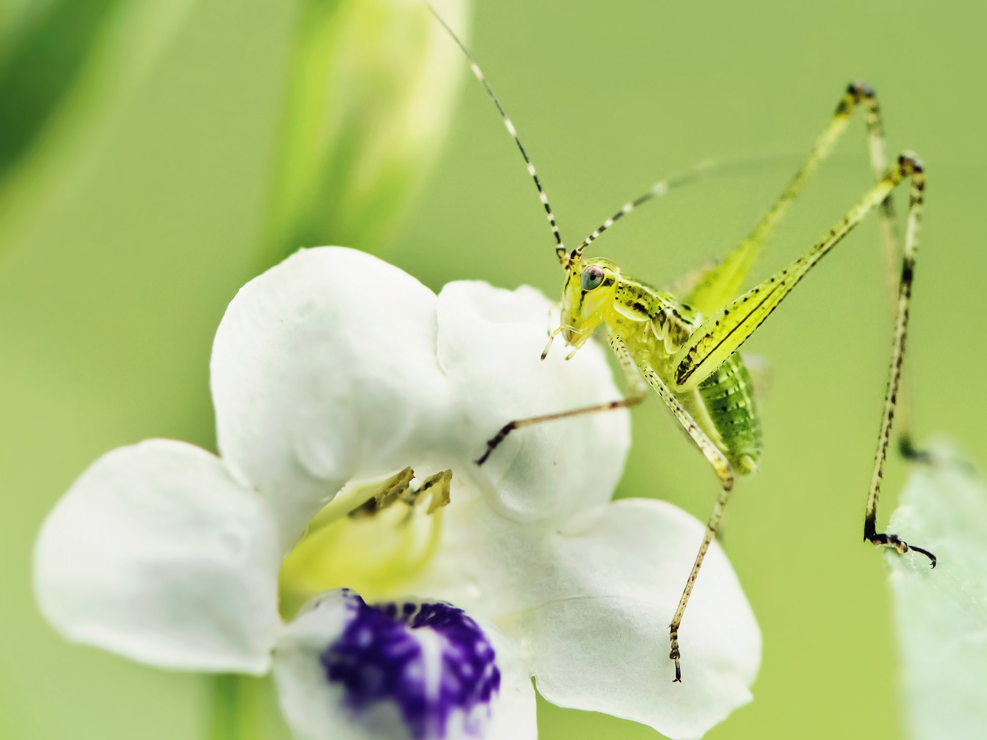 gros plan insecte fleur nature