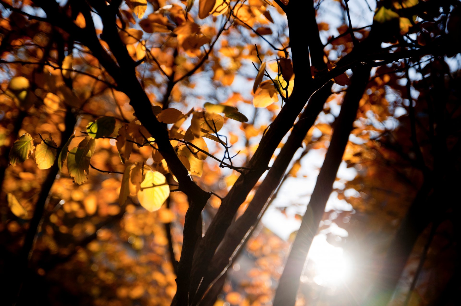 macro albero alberi foglie ramo rami foglioline giallo arancione sole raggi bokeh sfocatura sfondo carta da parati widescreen schermo intero widescreen widescreen