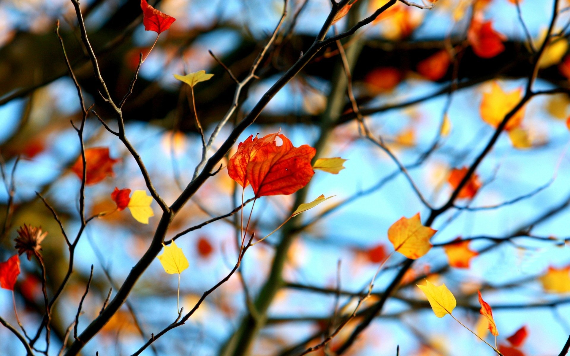 macro feuille feuille feuilles rouge branches arbre macro fond papier peint écran large plein écran écran large écran large