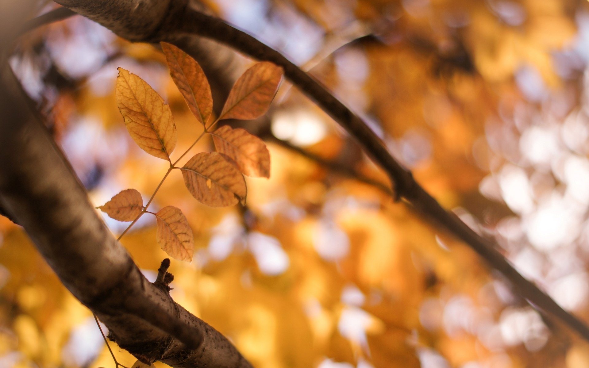 macro leaf leaflet leaves yellow branch tree trees sun leave macro blur background wallpaper widescreen fullscreen widescreen widescreen