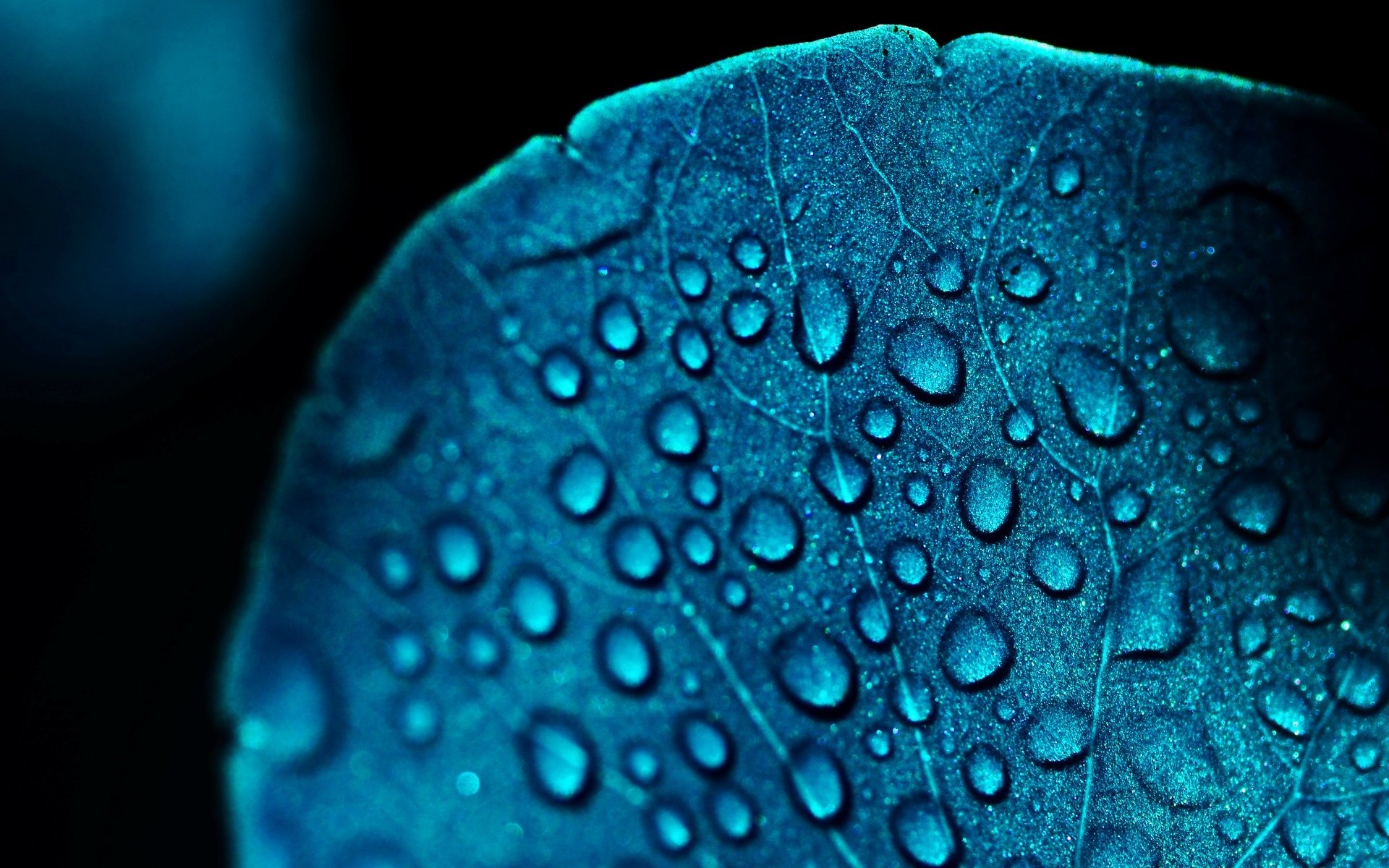 macro feuille feuille feuilles bleu bleu goutte gouttes eau rosée flou fond papier peint écran large plein écran écran large écran large