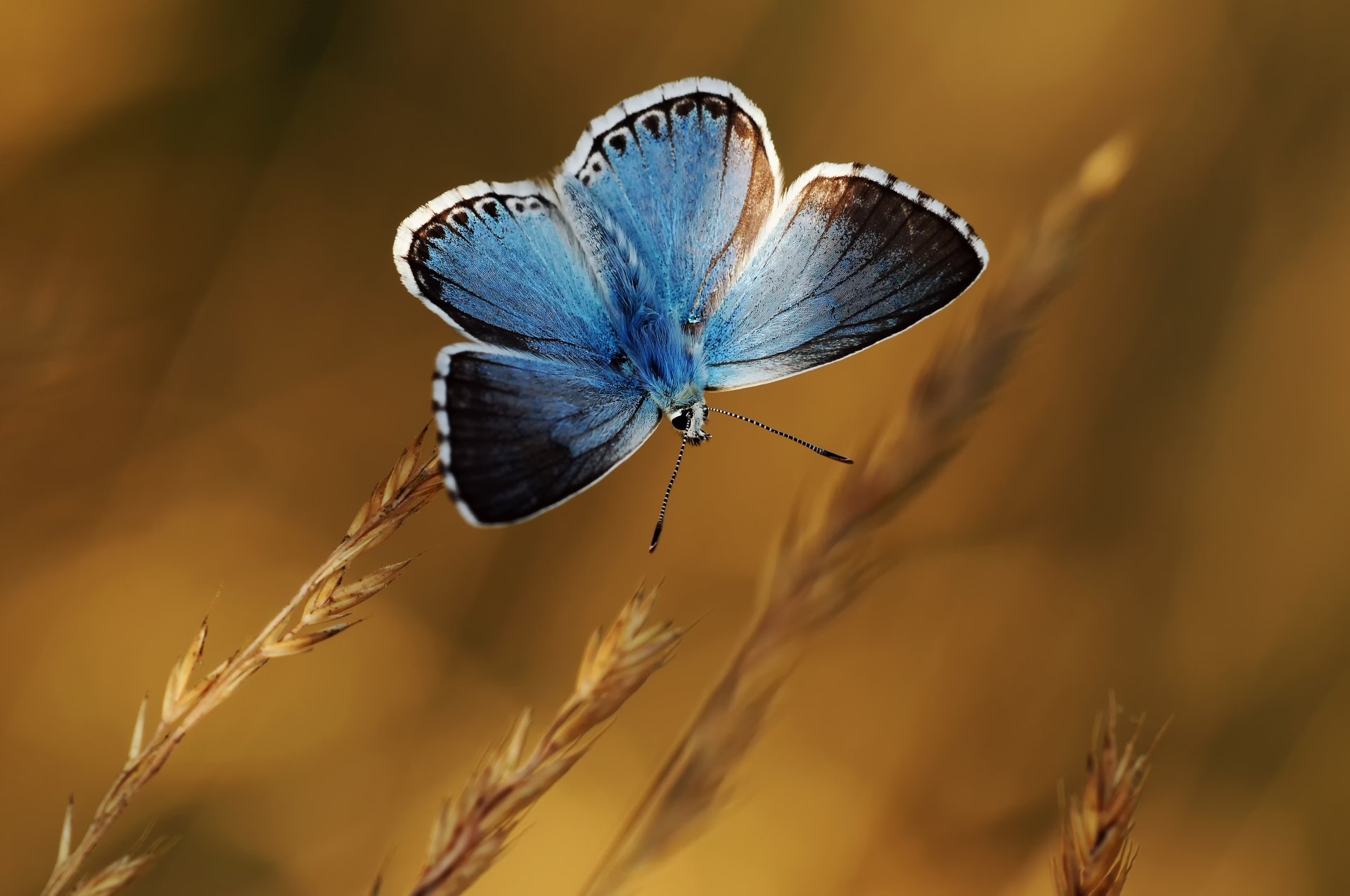 pflanzen ährchen schmetterling blau hintergrund