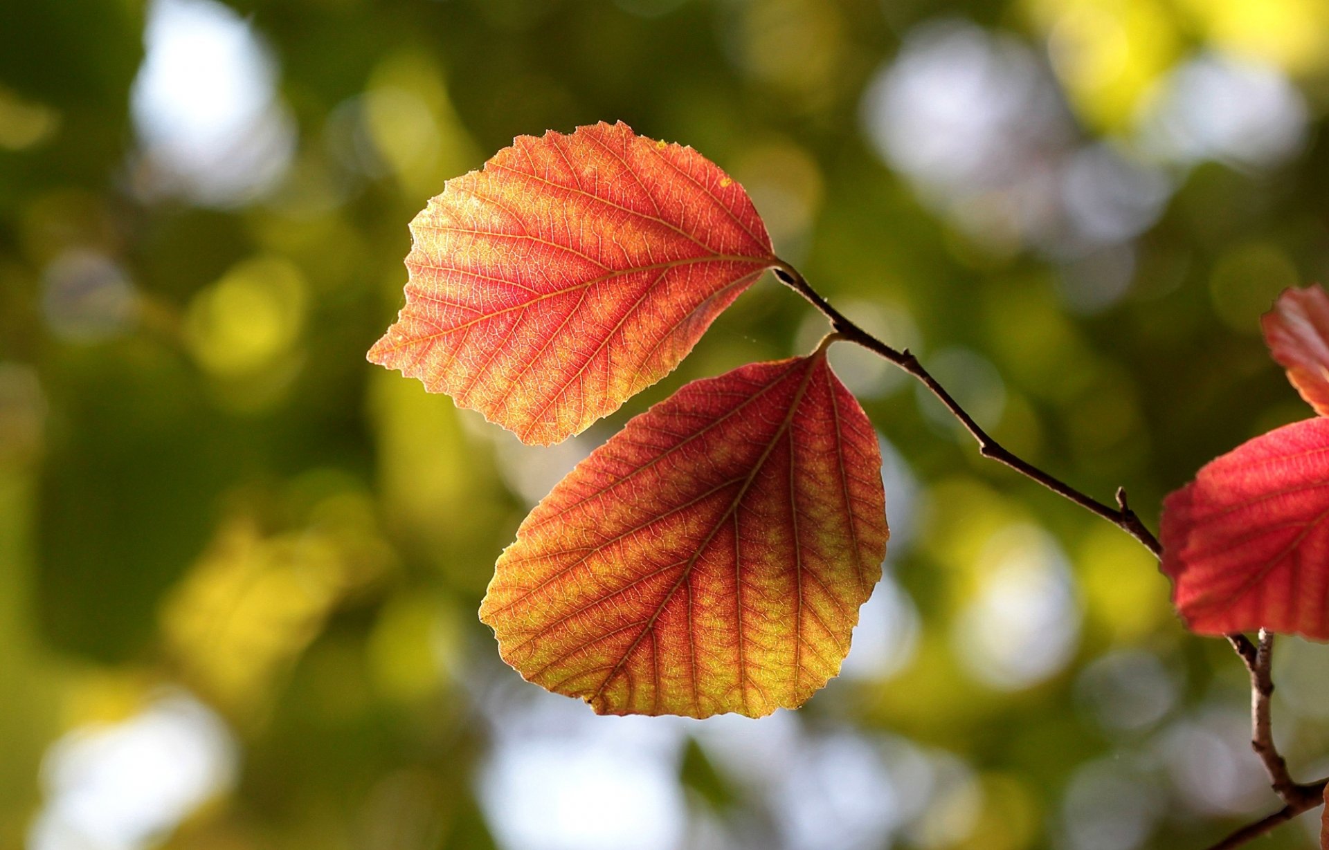 liście listki żyłki gałąź drzewo natura makro jesień bokeh