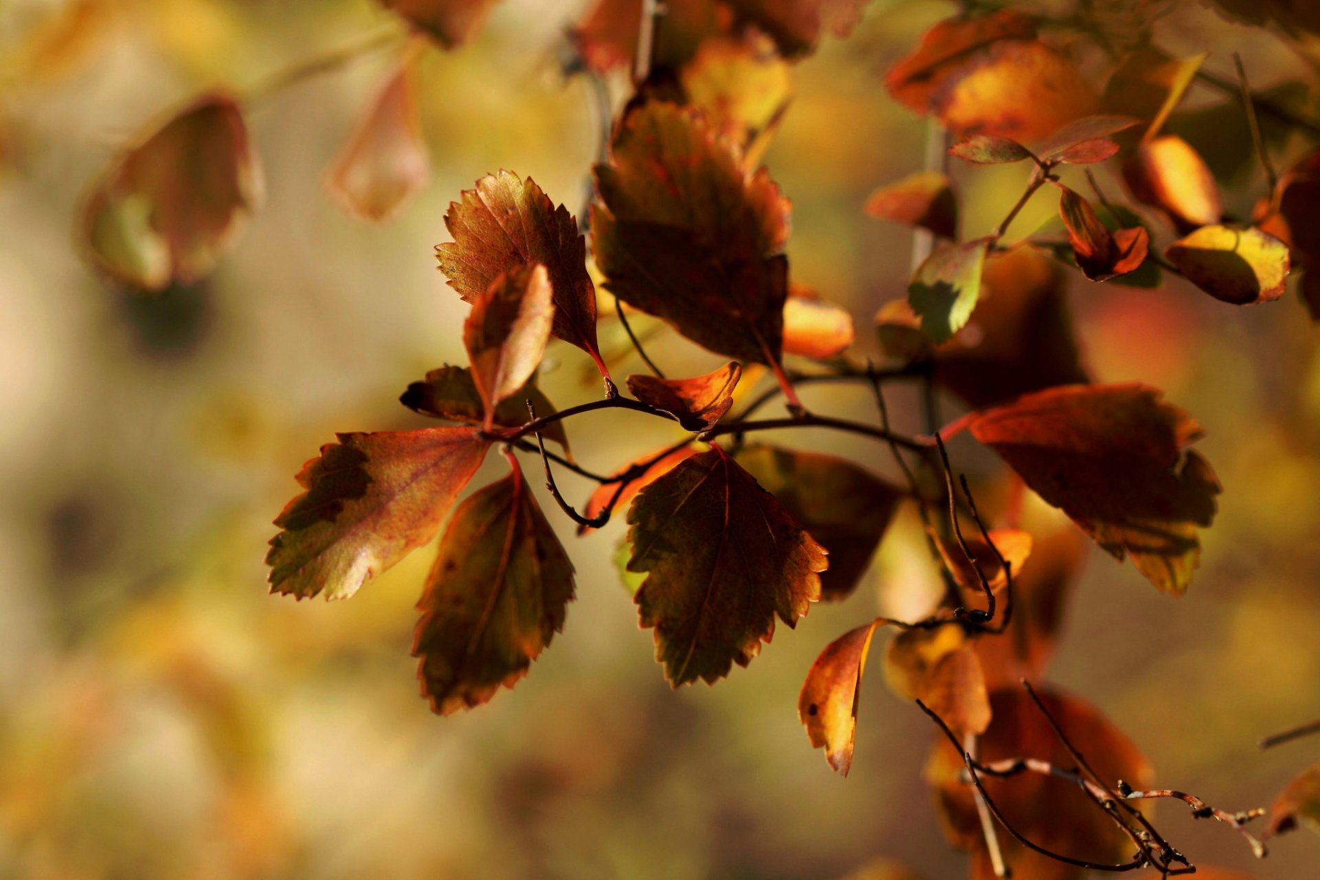 makro herbst zweig laub janet rhotography