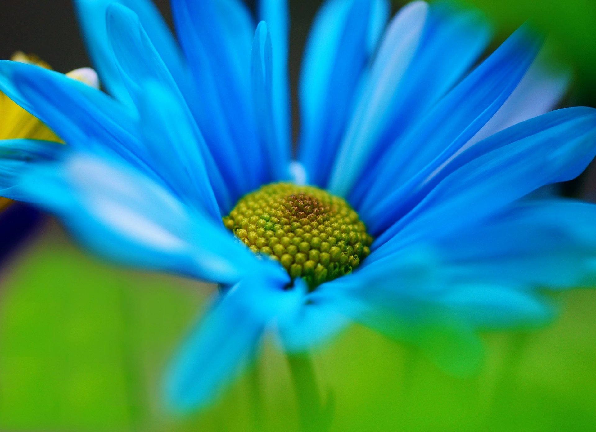 macro fleurs fleur fleur bleu pétales vert fond papier peint écran large plein écran écran large écran large