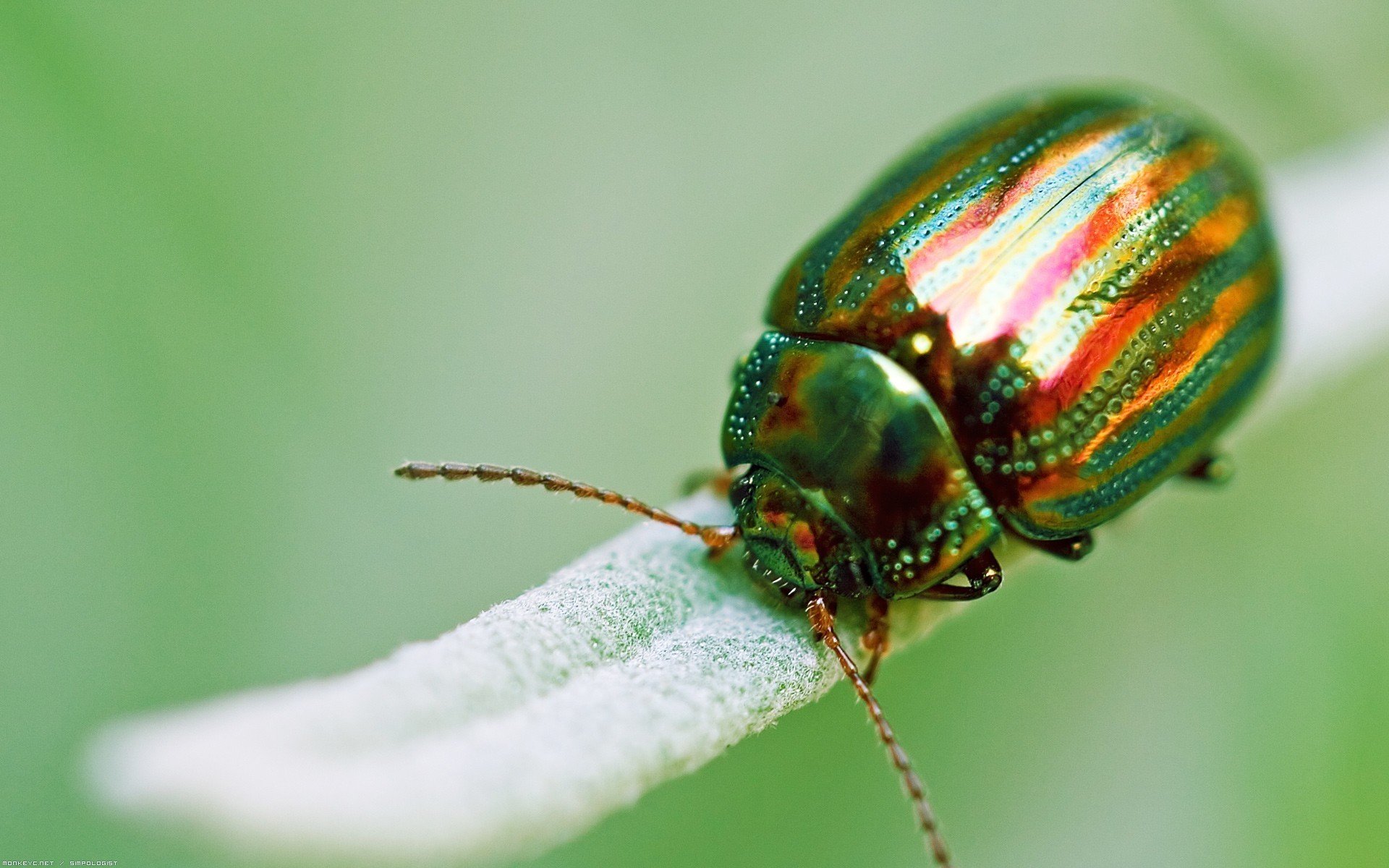 insecte coléoptère vert gros plan doré