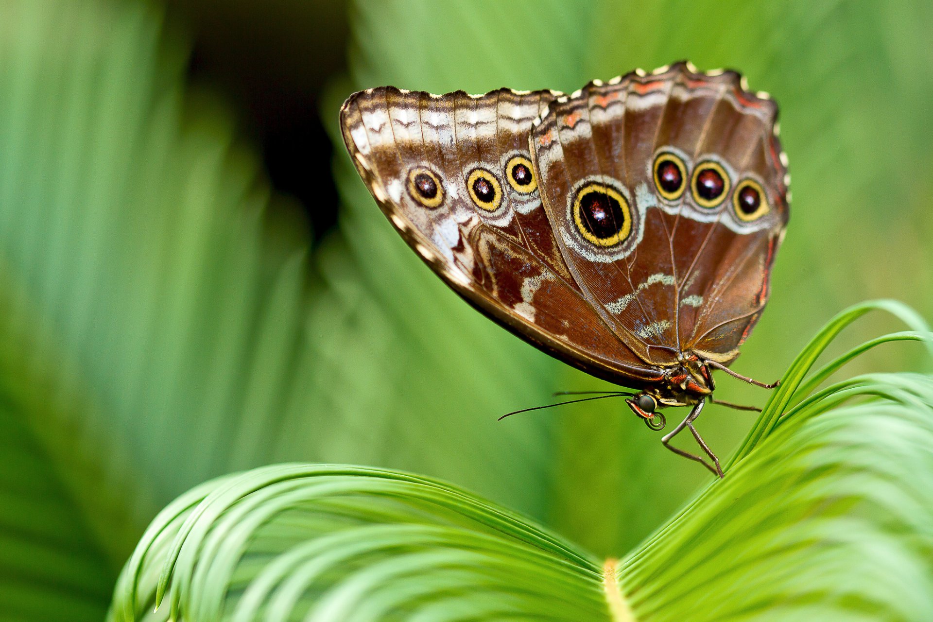 plant leaves butterfly brown