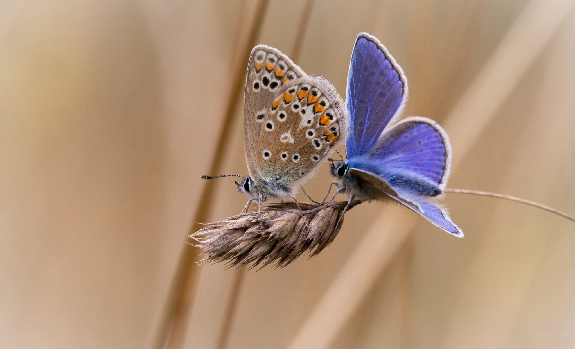 épillets papillons deux fond