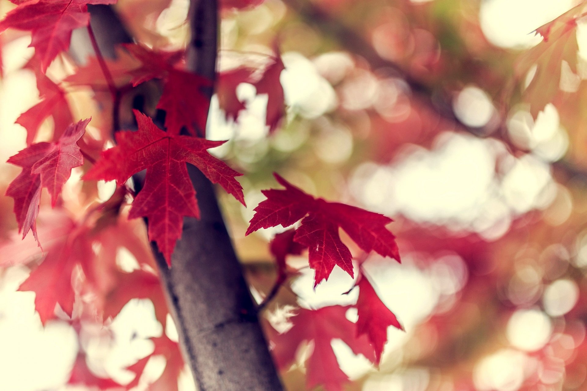 foglie bordeaux ramo albero bokeh natura autunno macro