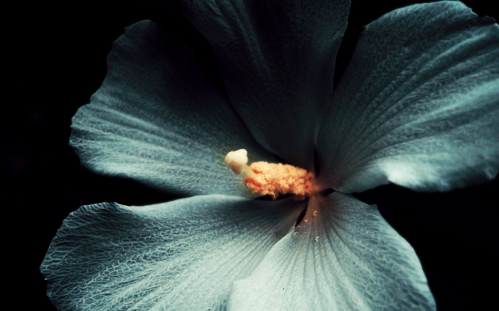 hibiscus fleur gros plan blanc fond sombre