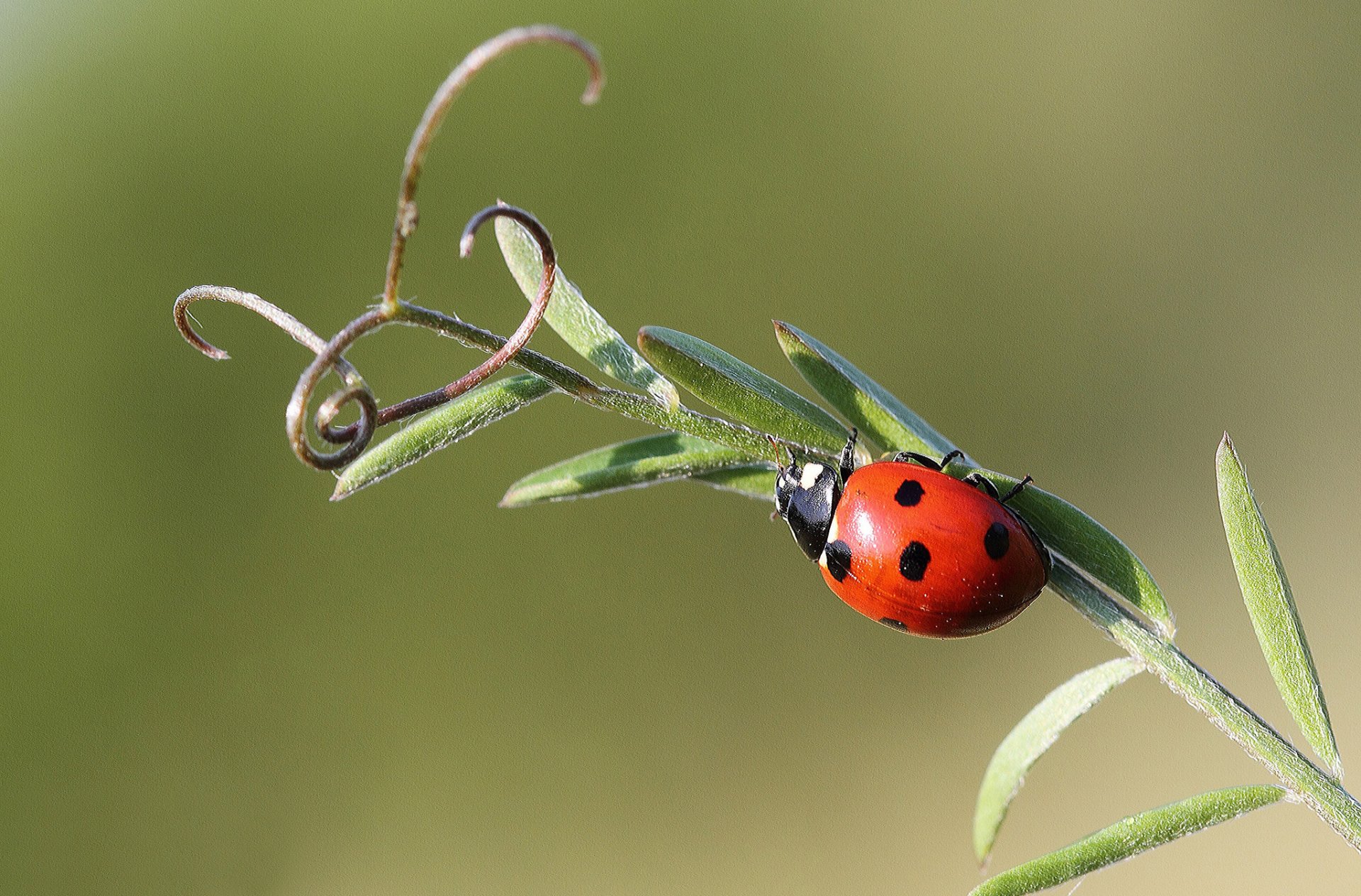 filo d erba antenne insetto coccinella