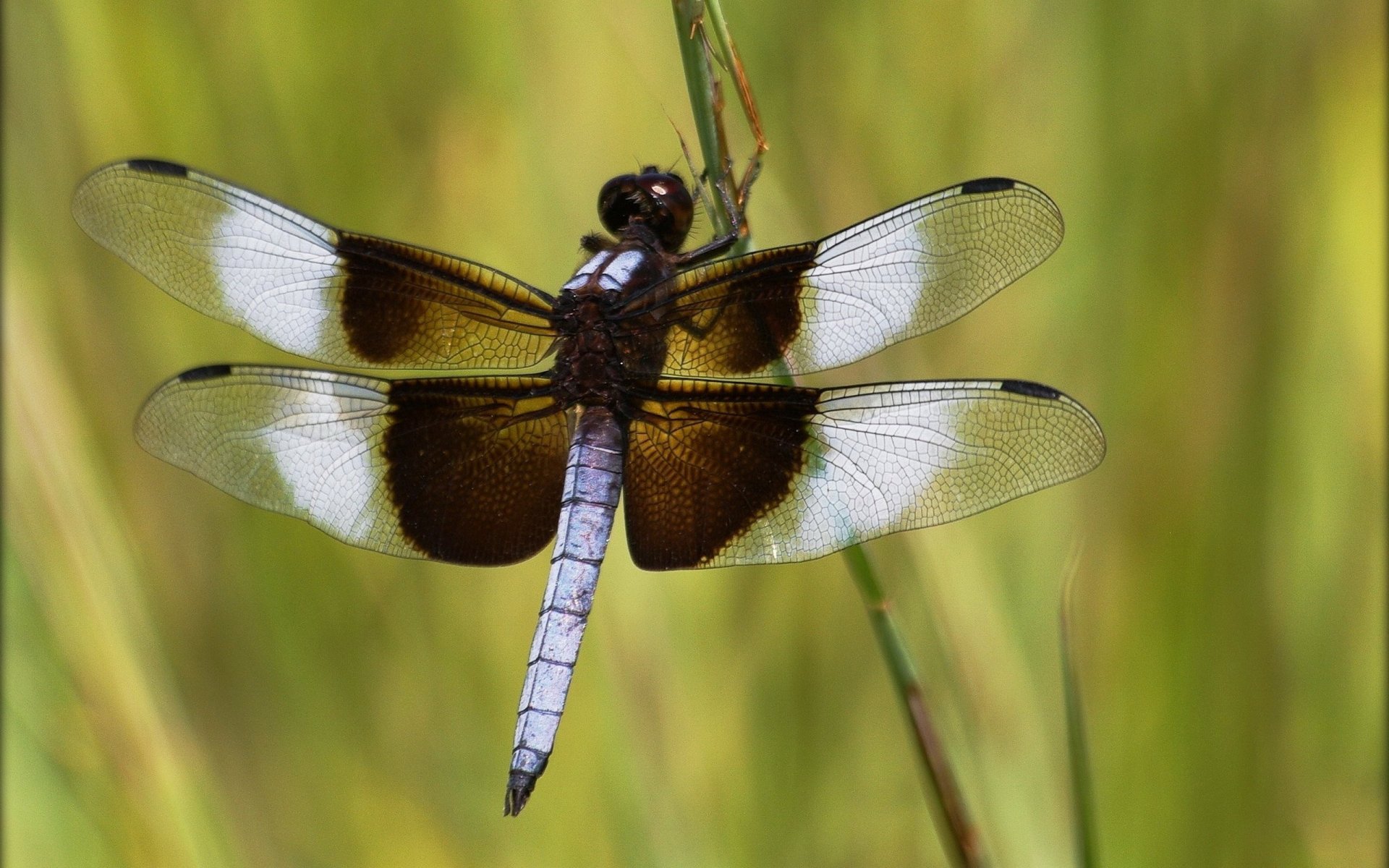 the stem insect dragonfly wing