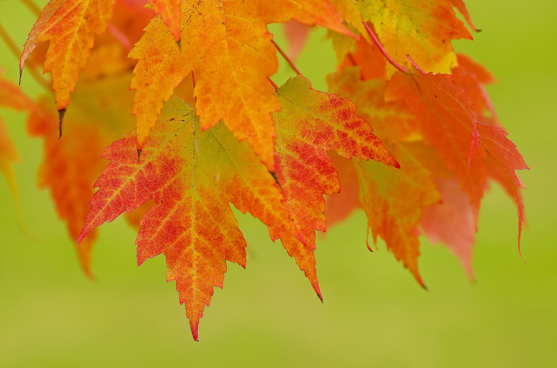 rama hojas otoño rojo naranja fondo