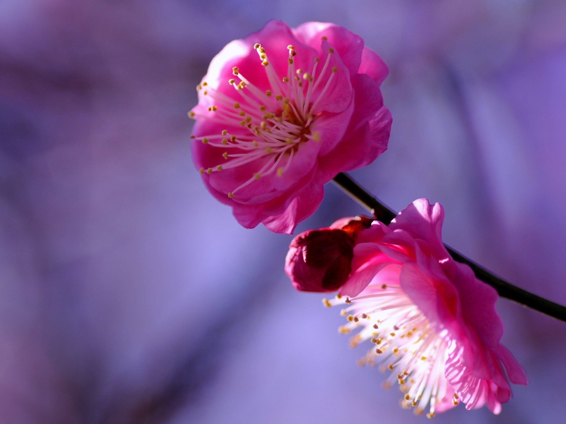 plum tree twig crimson flowers petals bud macro blur lilac purple background