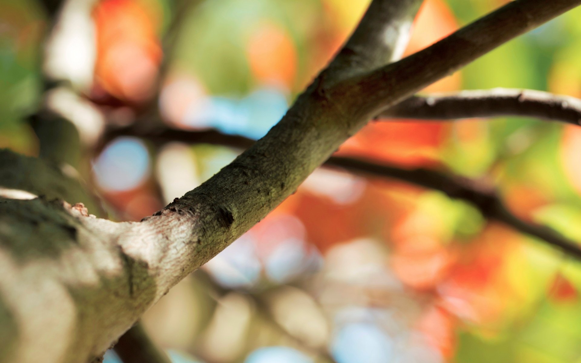 makro baum zweig bokeh unschärfe makro hintergrund tapete widescreen vollbild widescreen widescreen