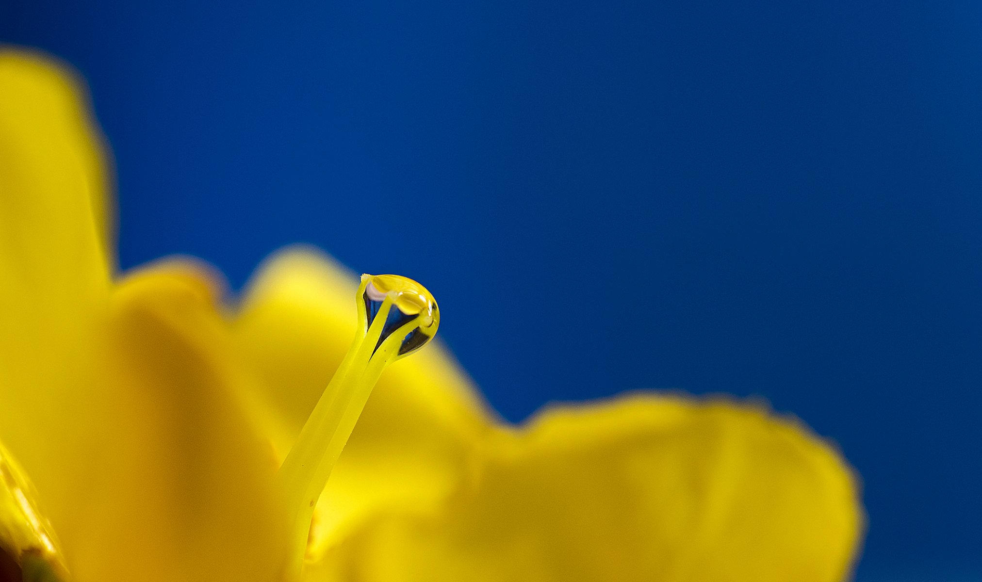 tropfen blume tau stößel