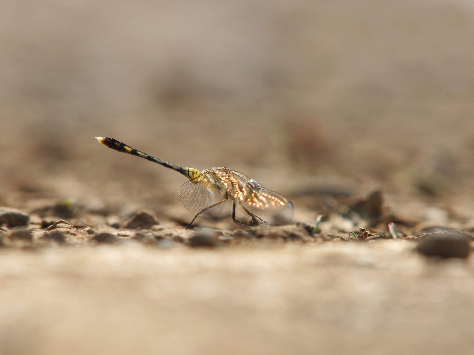 insect dragonfly wings reflections background