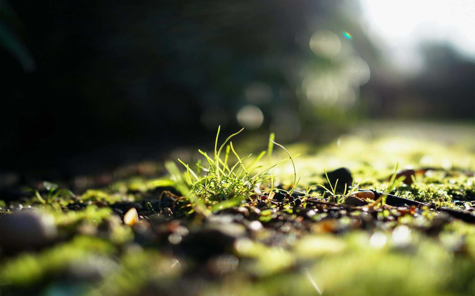 erba sole luce verde messa a fuoco