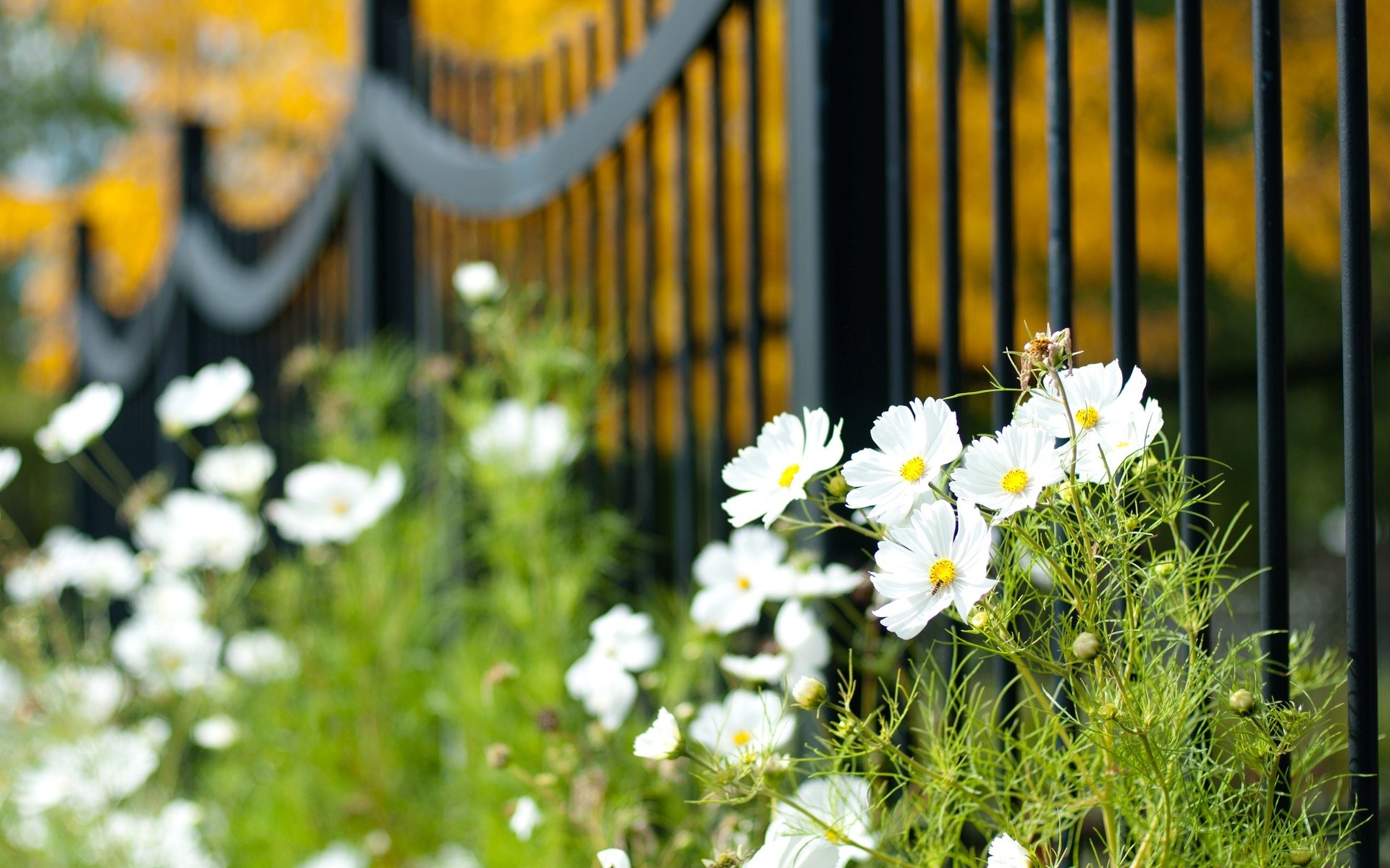 makro blumen zaun tor zaun blumen weiß grün vegetation pflanze unschärfe tapete widescreen vollbild widescreen hintergrund widescreen