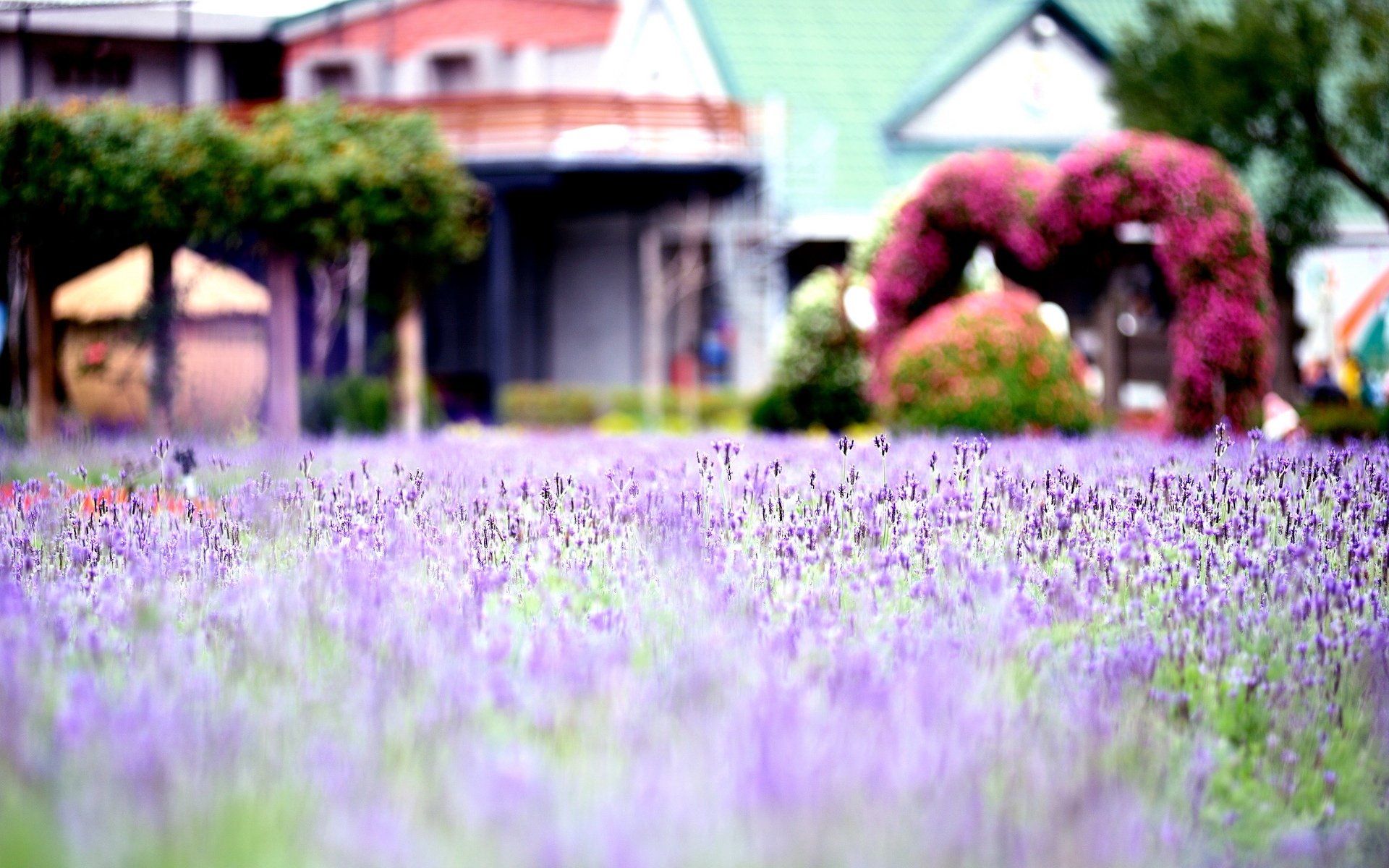 makro blumen blümchen blume makro feld lila lavendel unschärfe hintergrund tapete widescreen vollbild widescreen widescreen