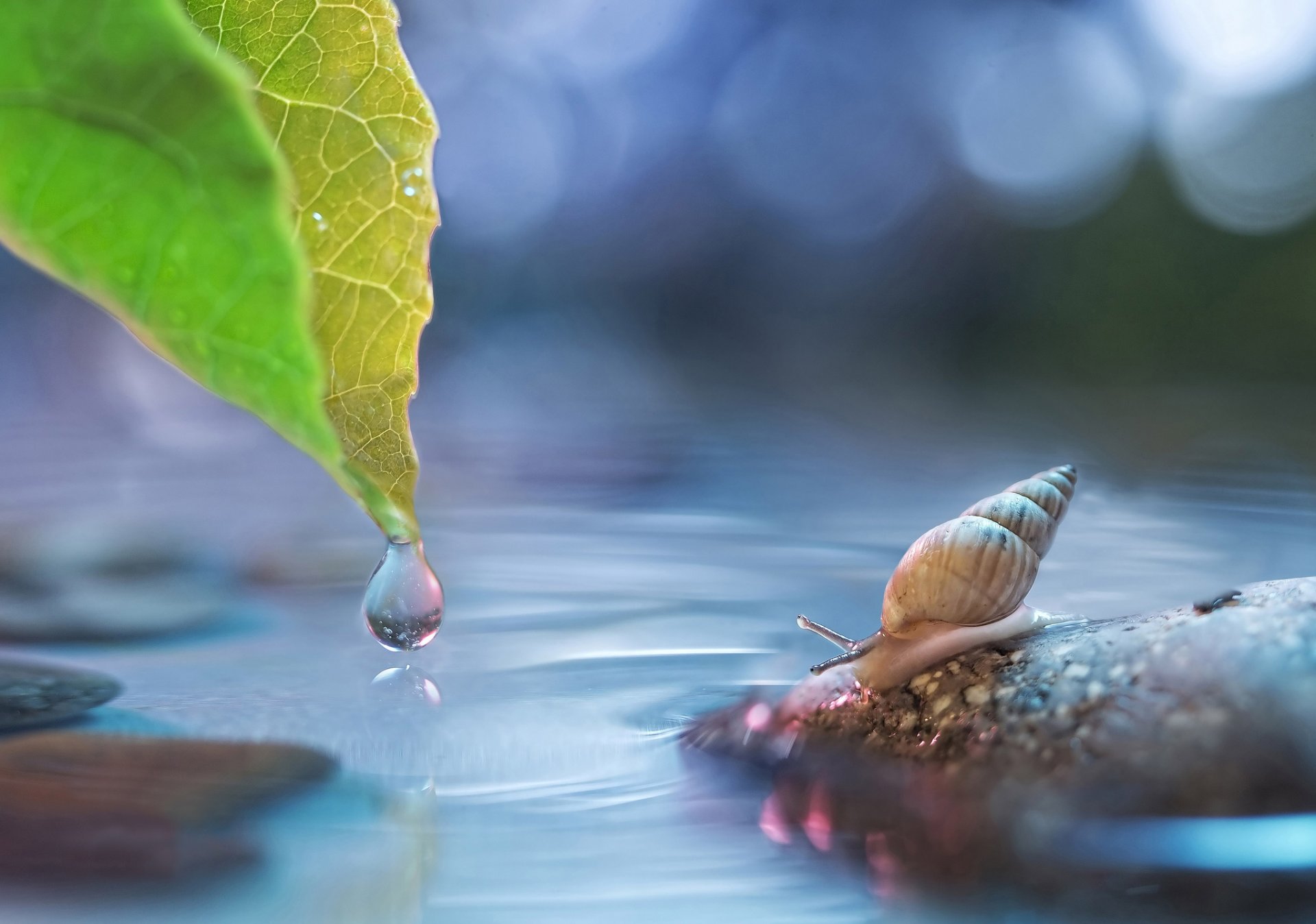 blatt tropfen wasser stein schnecke blendung