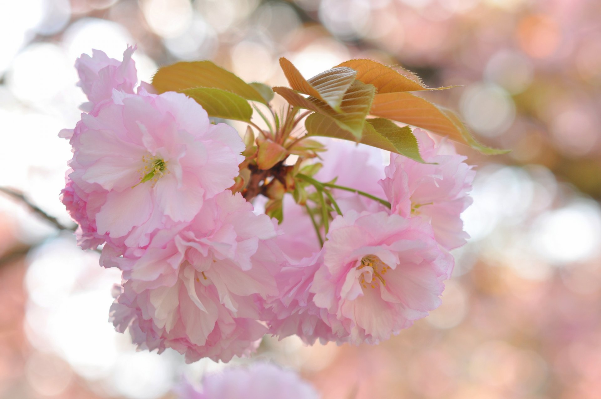 rama hojas flores rosa sakura reflejos fondo