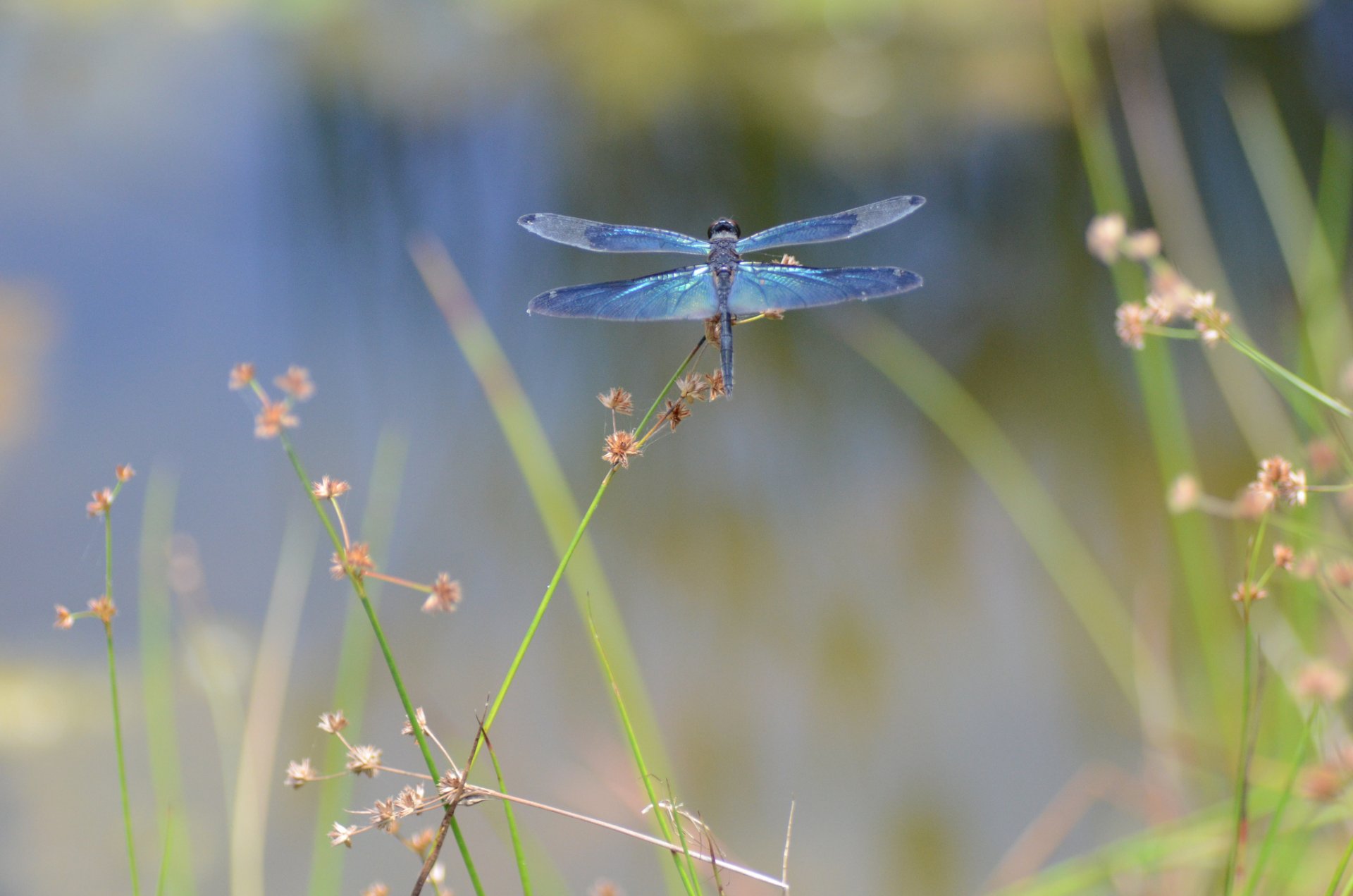 libellule insecte gros plan fleur