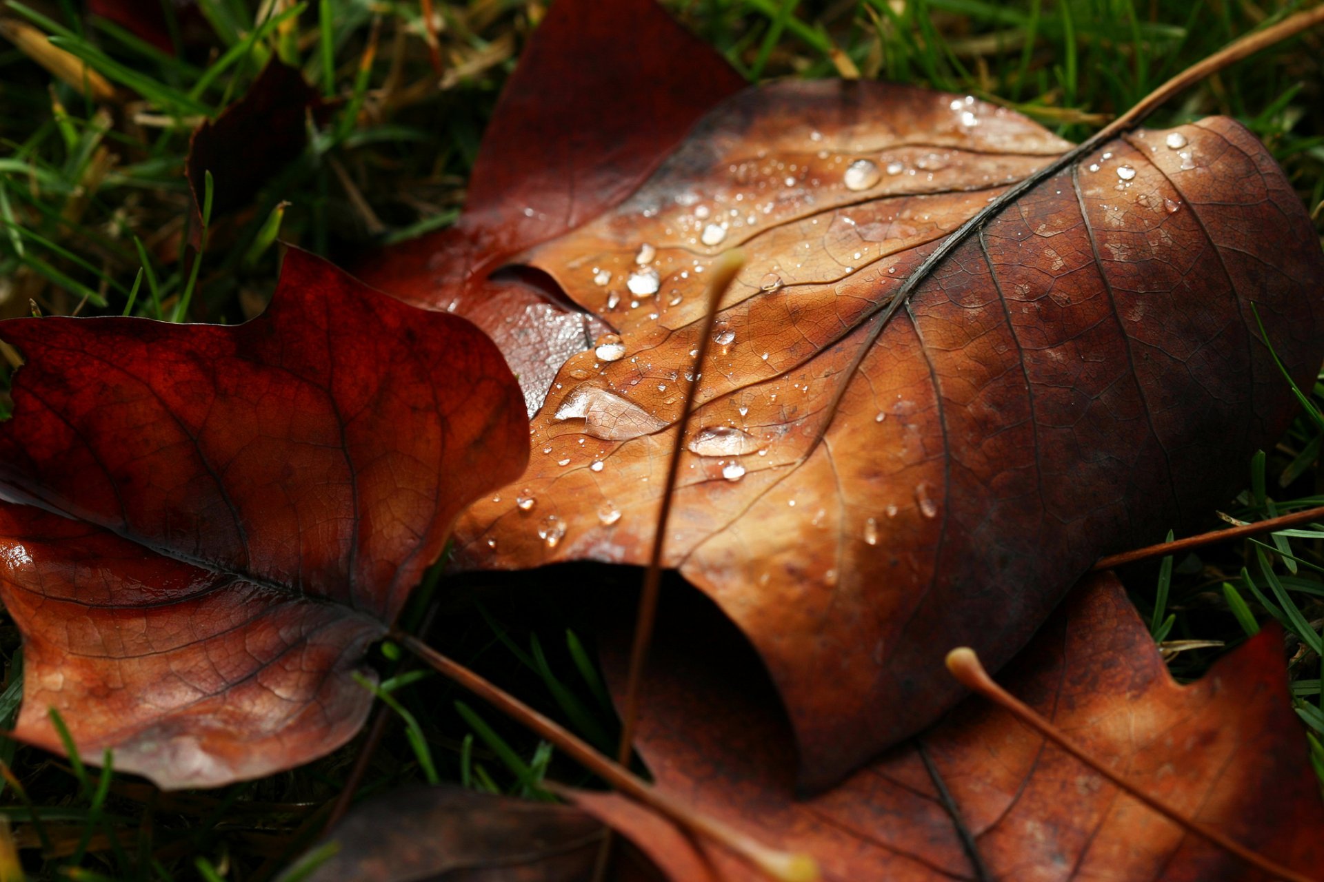 macro foglia foglia foglie goccia acqua rugiada macro foglia lascia gocce natura autunno