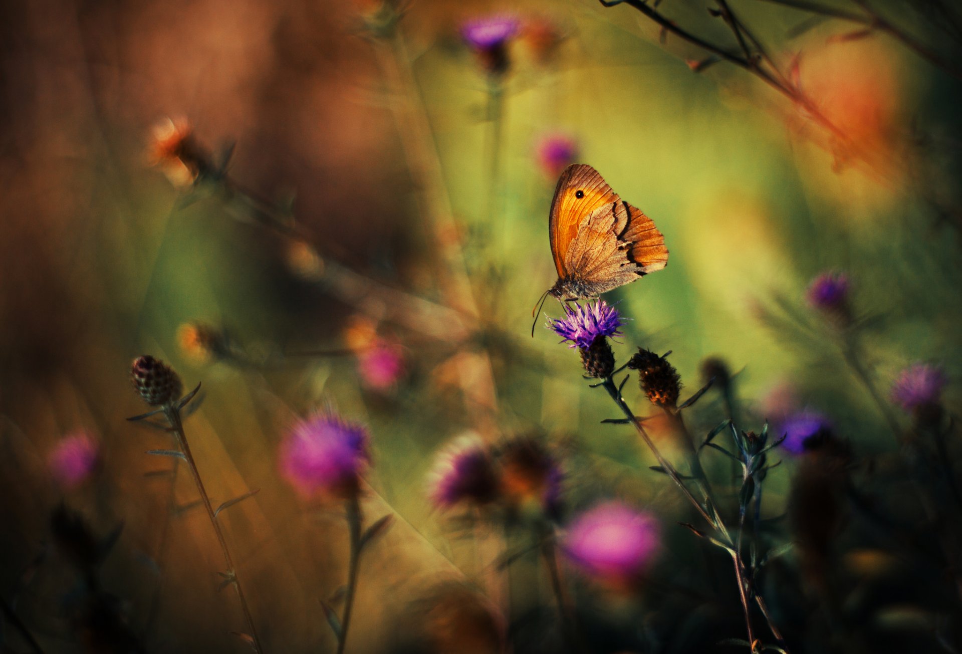 plants grass flower butterfly background