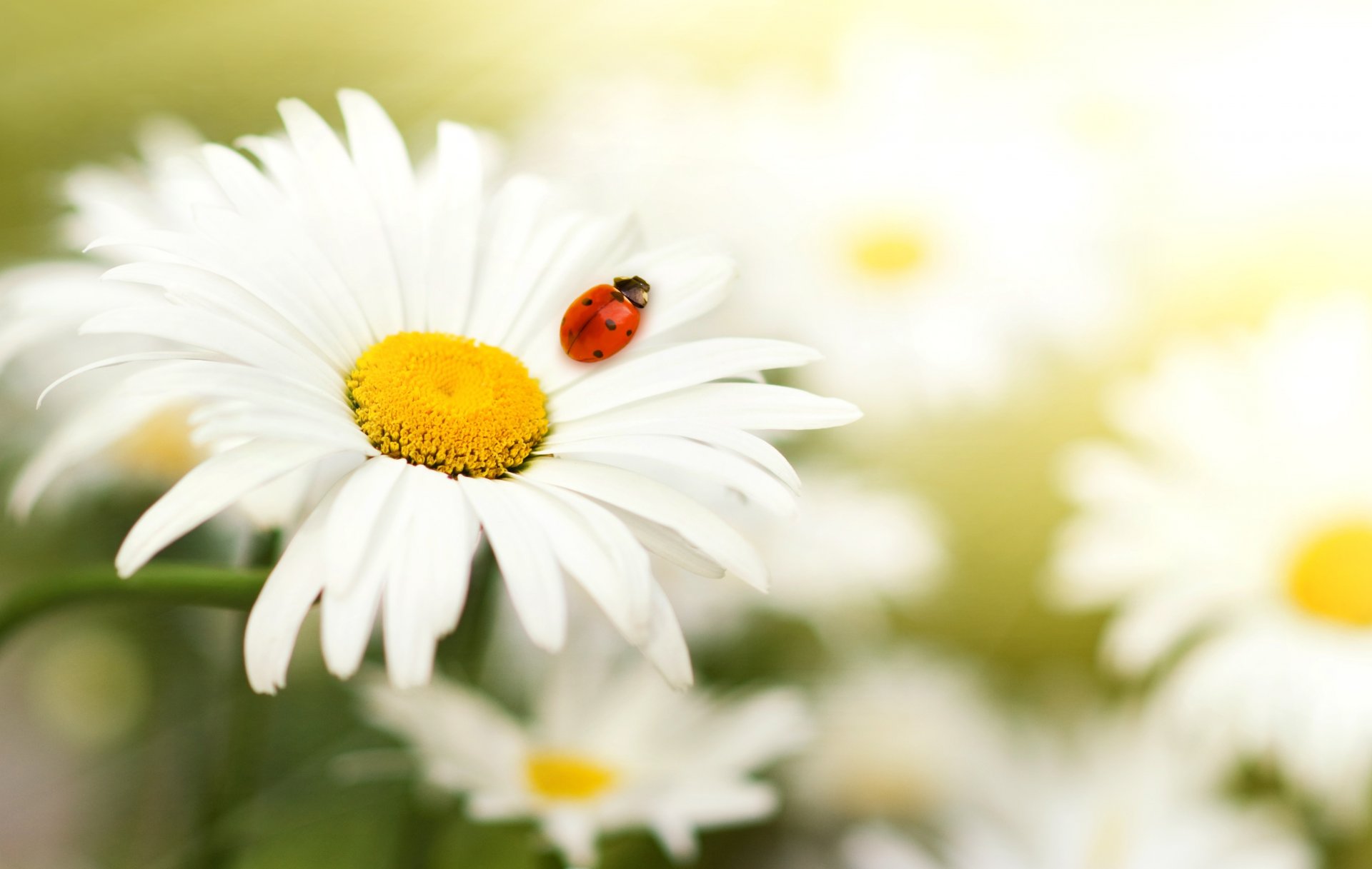 camomille pétales insecte coccinelle