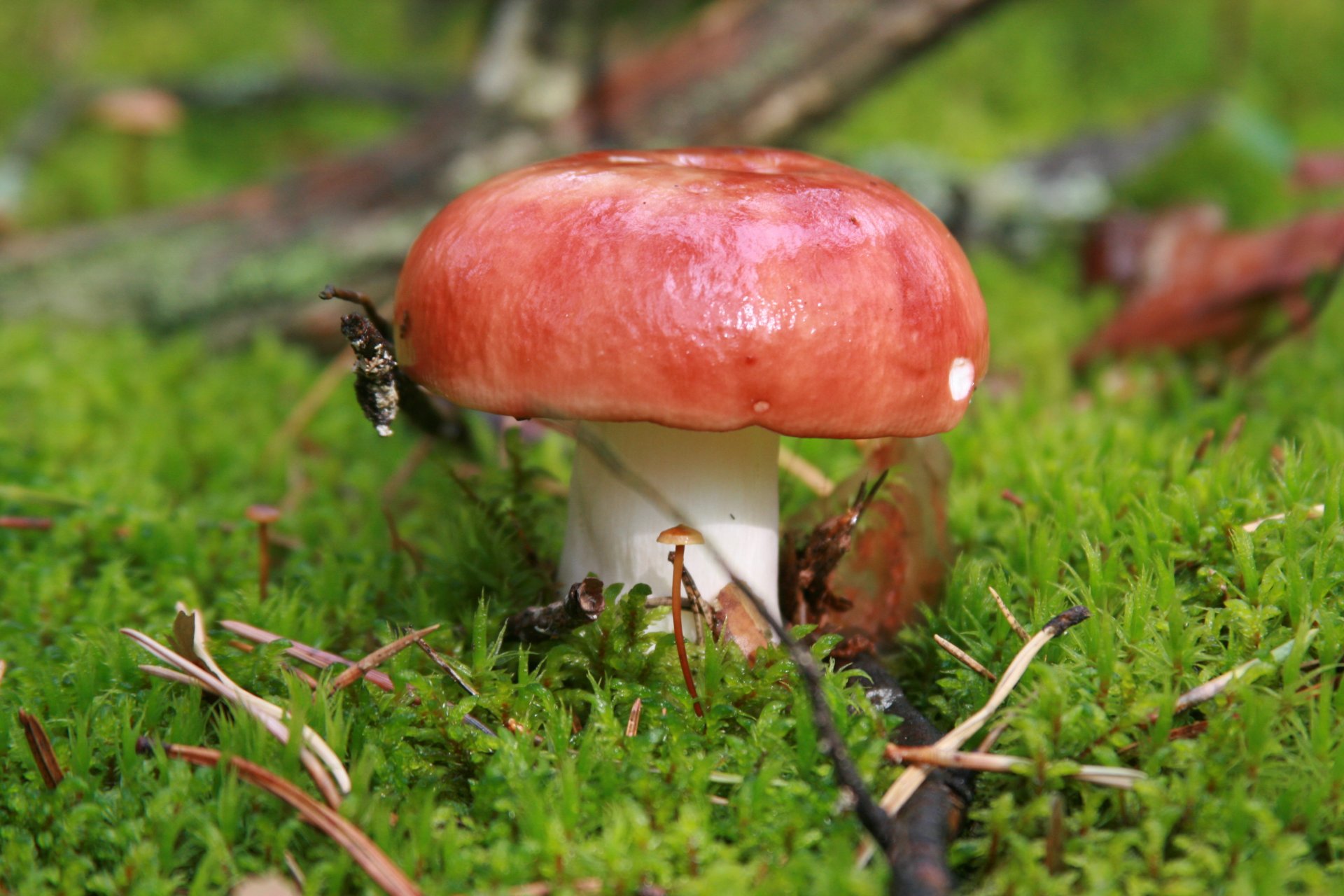 macro natura foresta pianta fungo funghi russula muschio passeggiata