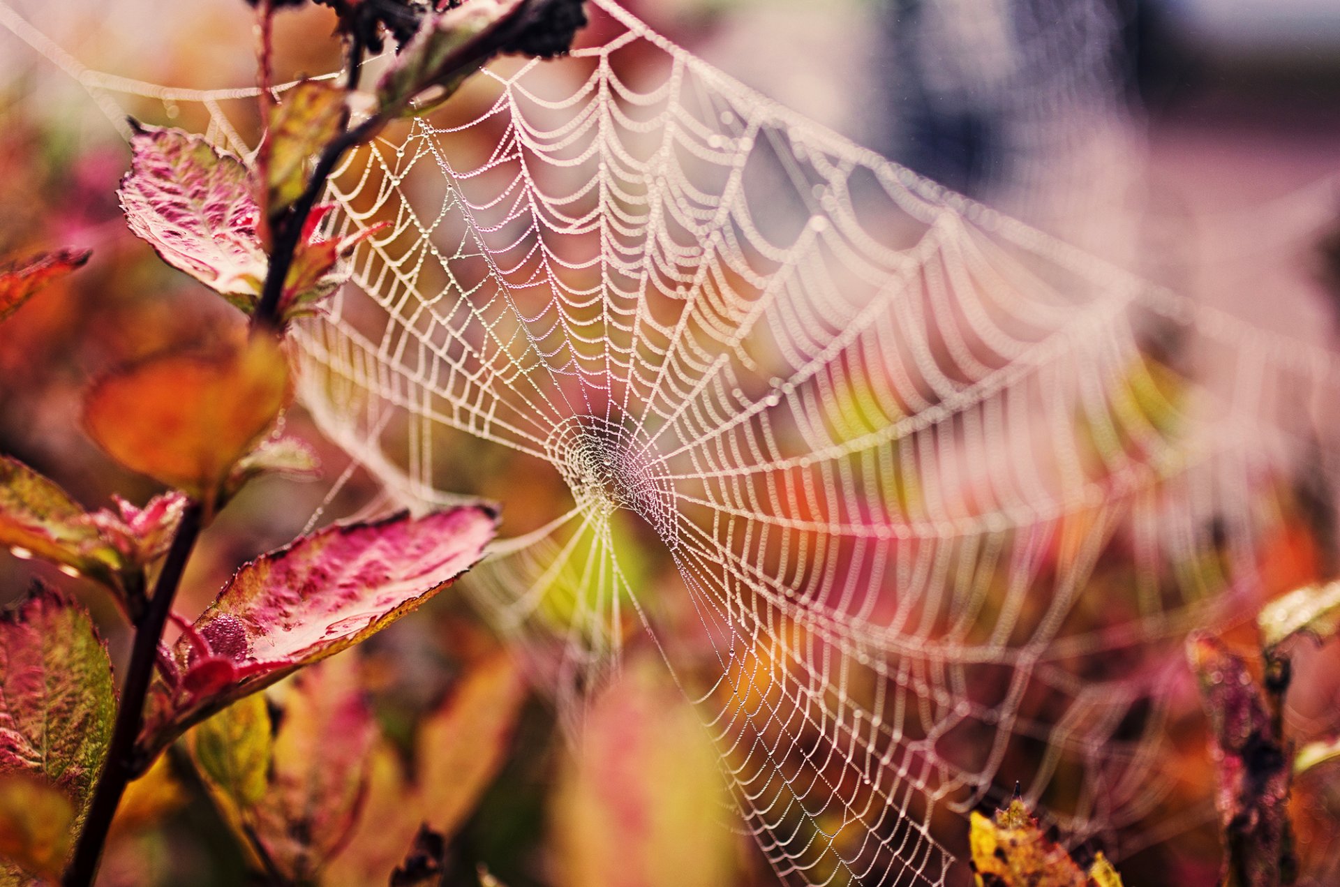 spinnennetz tropfen blätter zweig natur herbst makro 