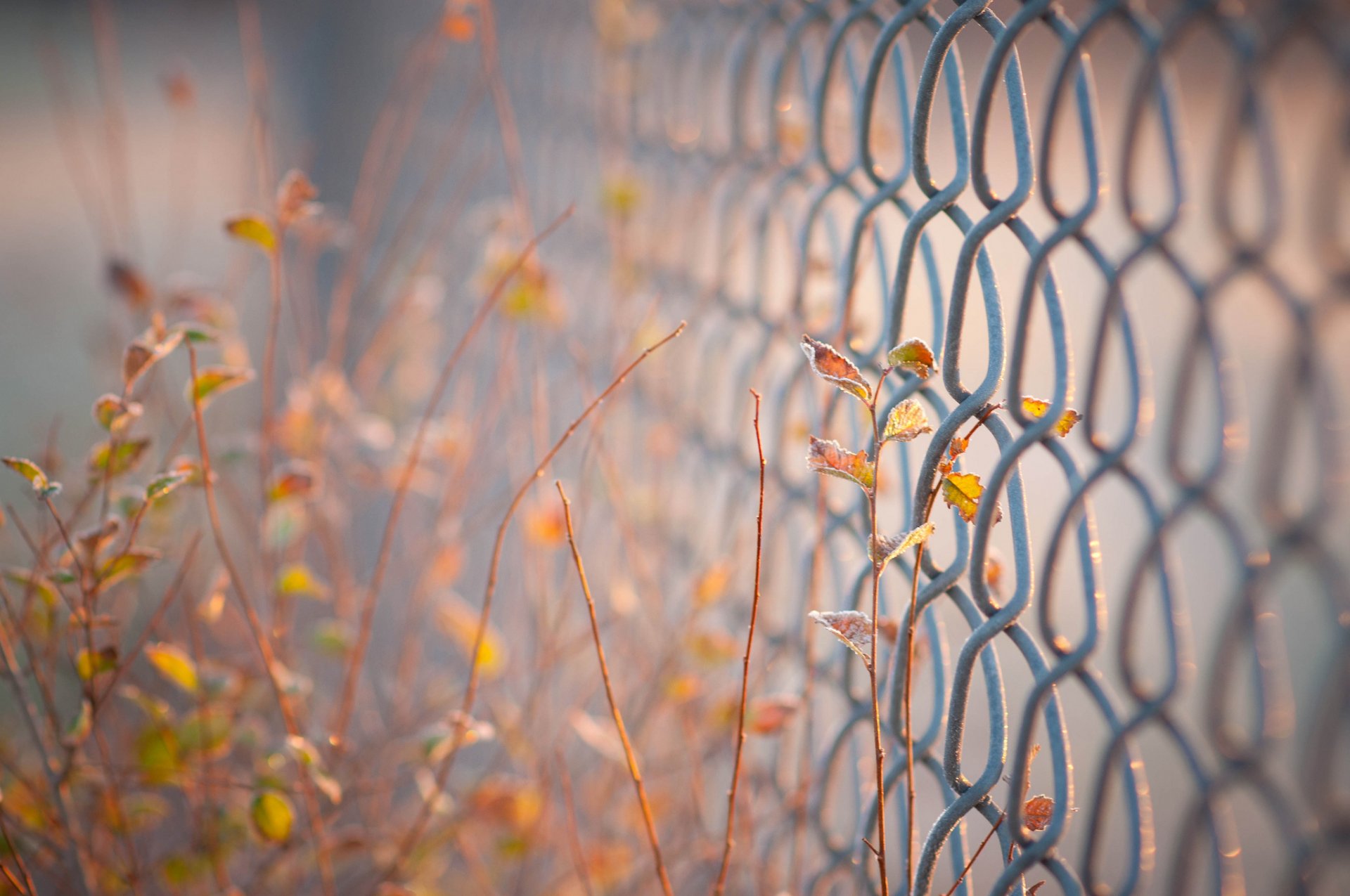 macro. grid gate fence fence fencing leaves leaves leaves blur background wallpaper widescreen fullscreen widescreen widescreen