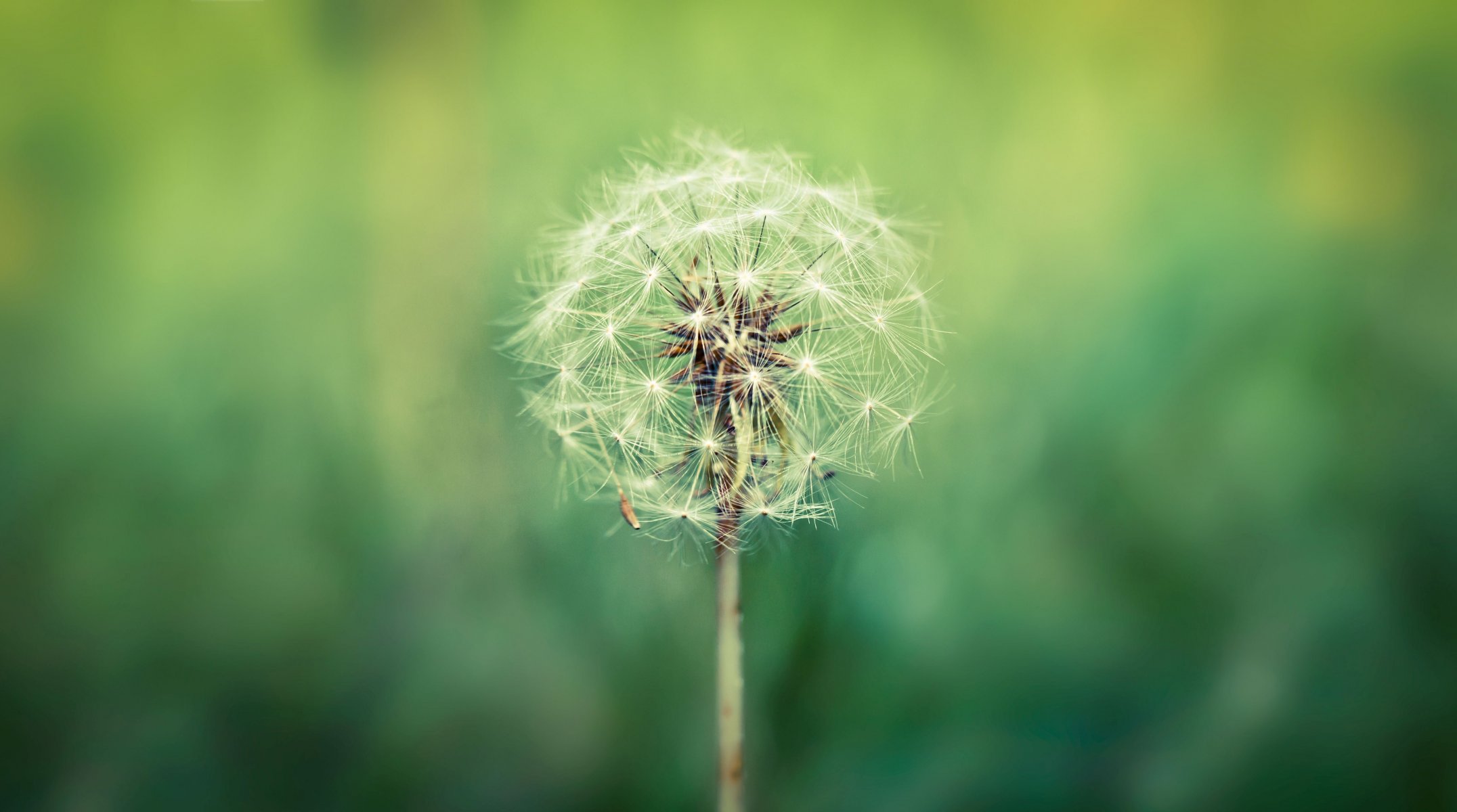 close up dandelion blur green macro background wallpaper widescreen full screen hd wallpapers fullscreen