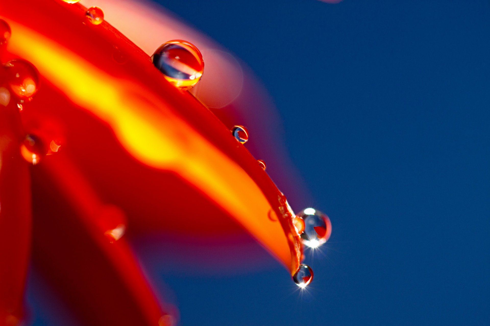 flor naranja pétalos gotas resplandor fondo