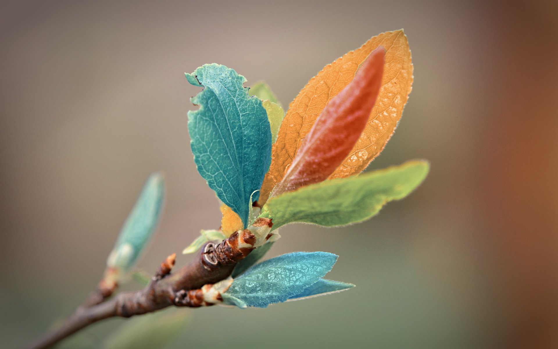 branch leaves flowers close up macro