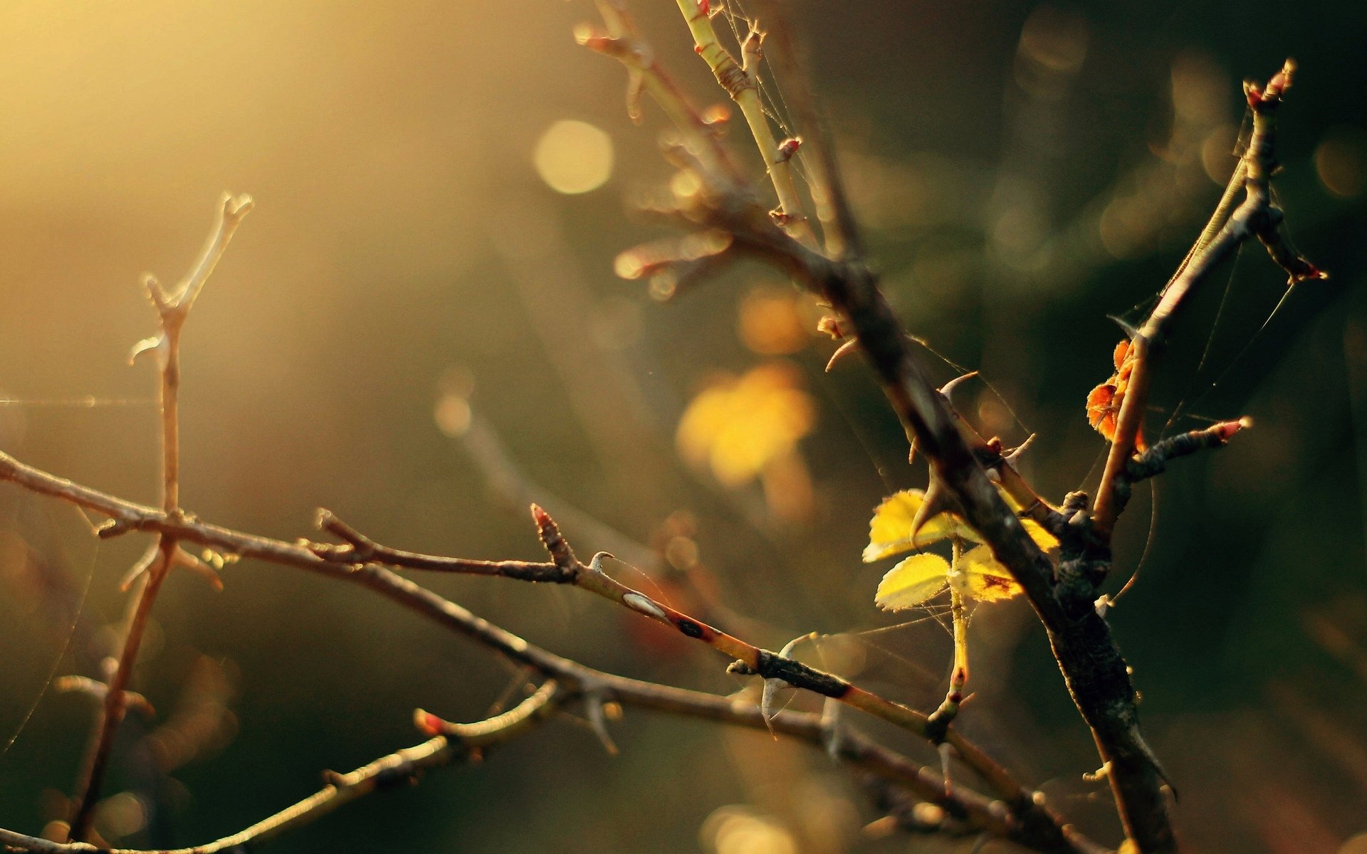 macro rami albero alberi foglia giallo foglie ragnatela sfocatura sfondo carta da parati widescreen schermo intero widescreen widescreen