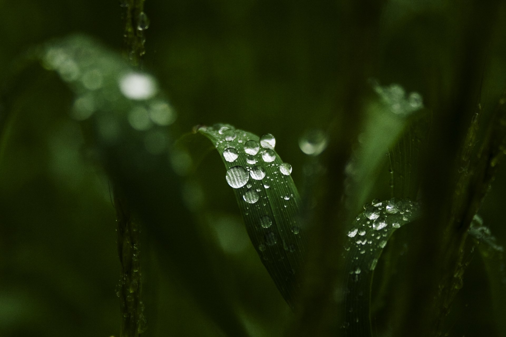 macro hojas hojas verdes agua gotas rocío fondo papel pintado pantalla ancha pantalla completa pantalla ancha pantalla ancha