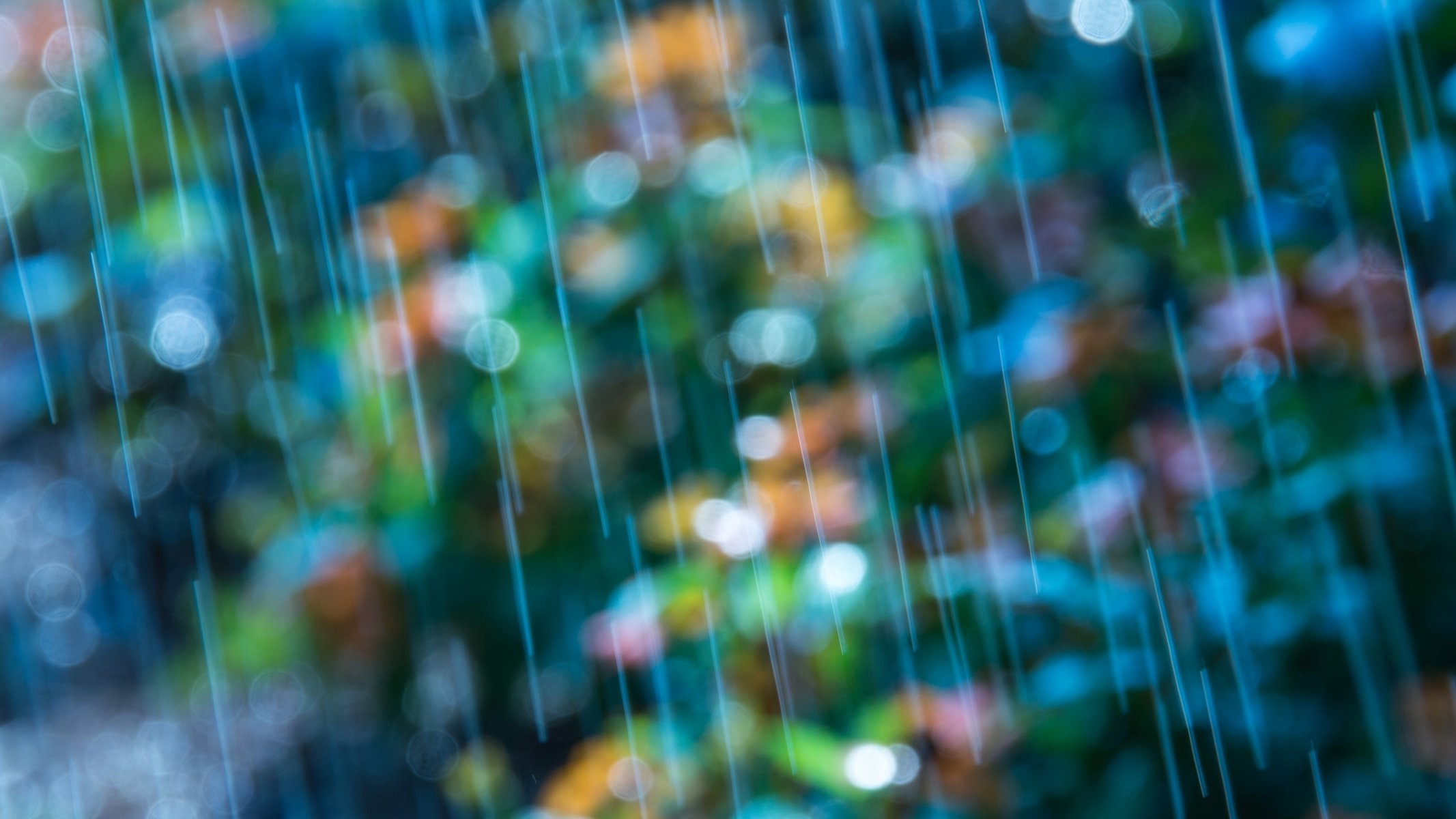 makro bokeh rozmycie kwiaty kolorowe niebieski deszcz tło tapety panoramiczny pełny ekran panoramiczny panoramiczny