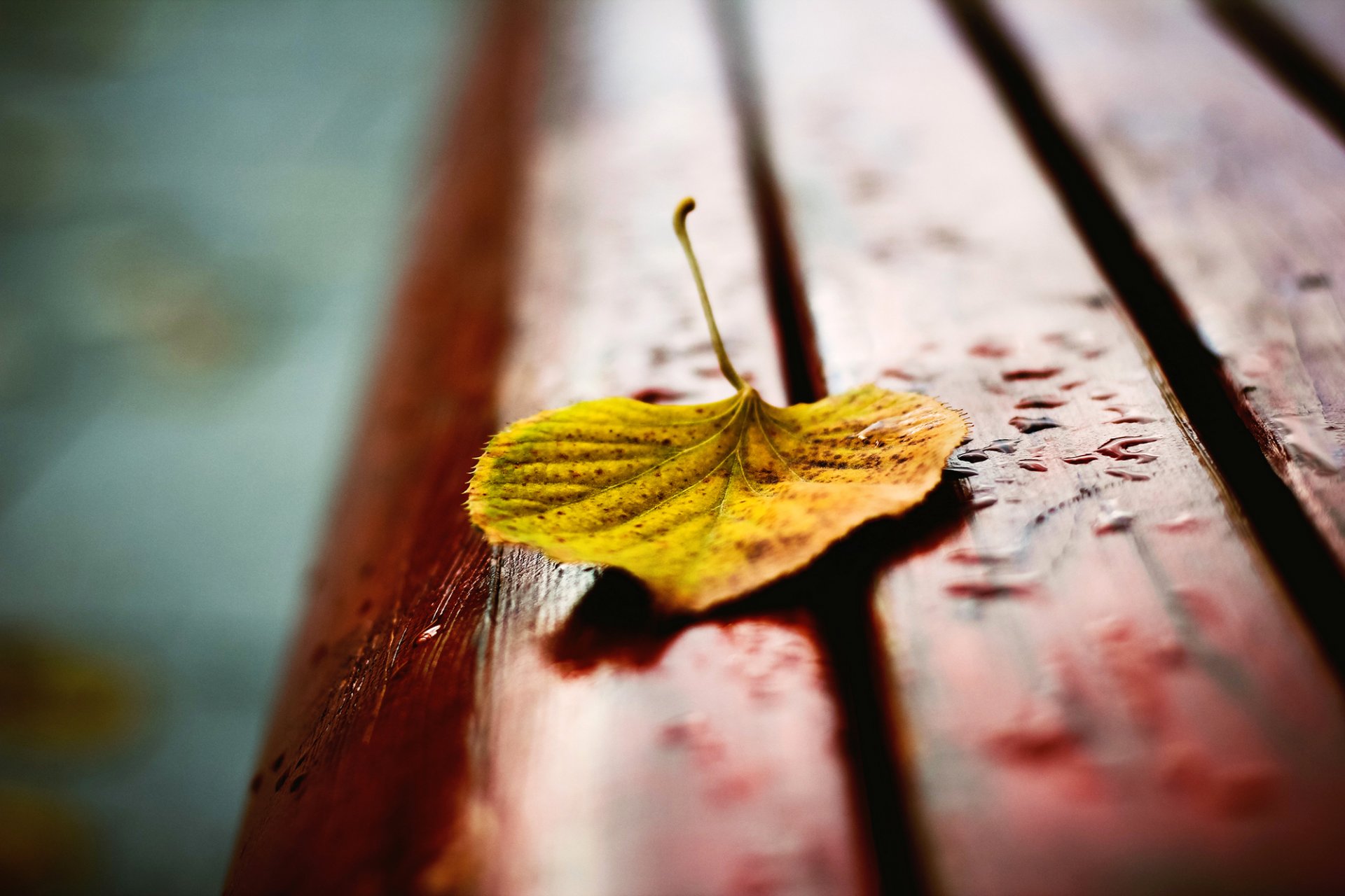 leaf yellow autumn bench bench bench drops macro blur